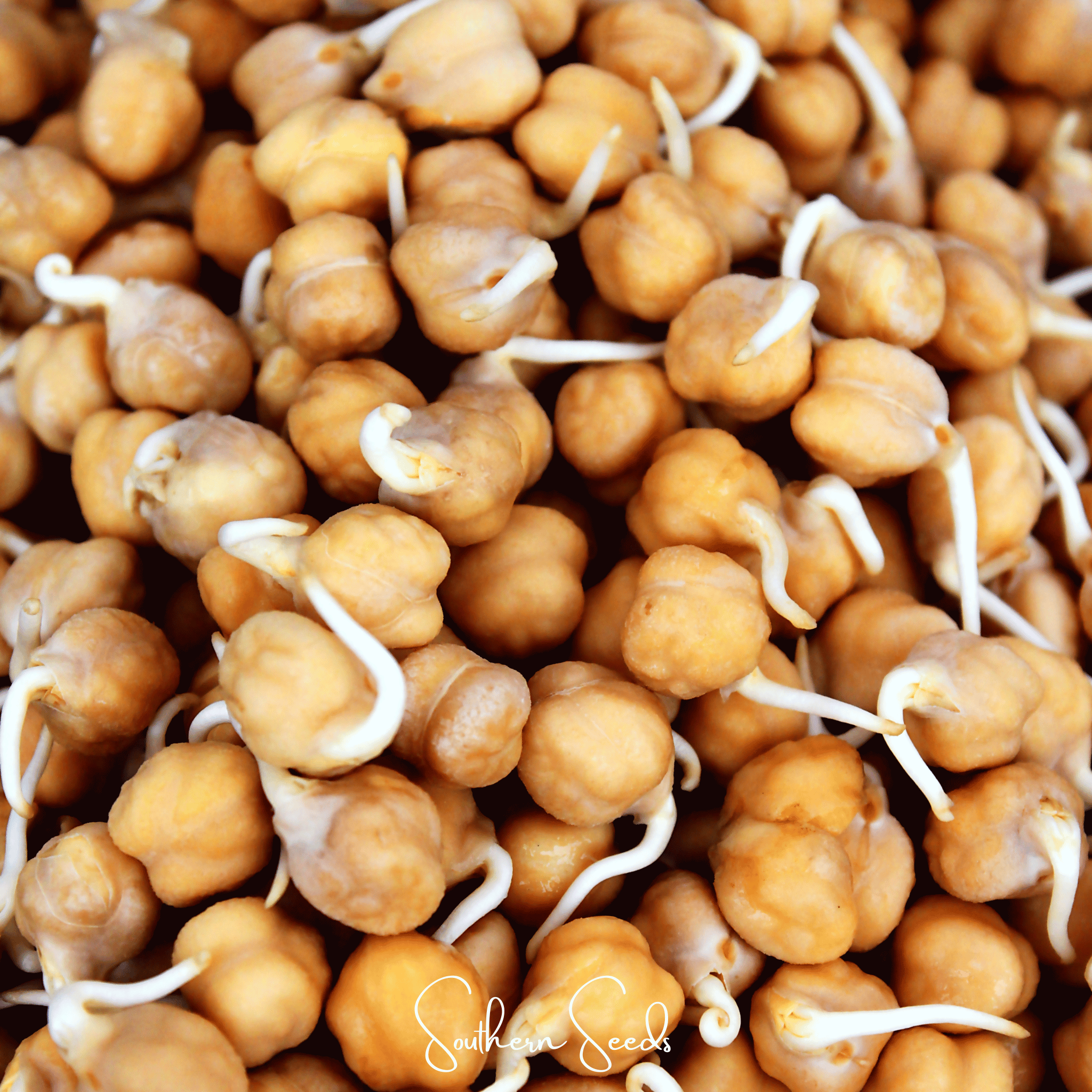 Garbanzo Bean – Chickpea – 20 Seeds