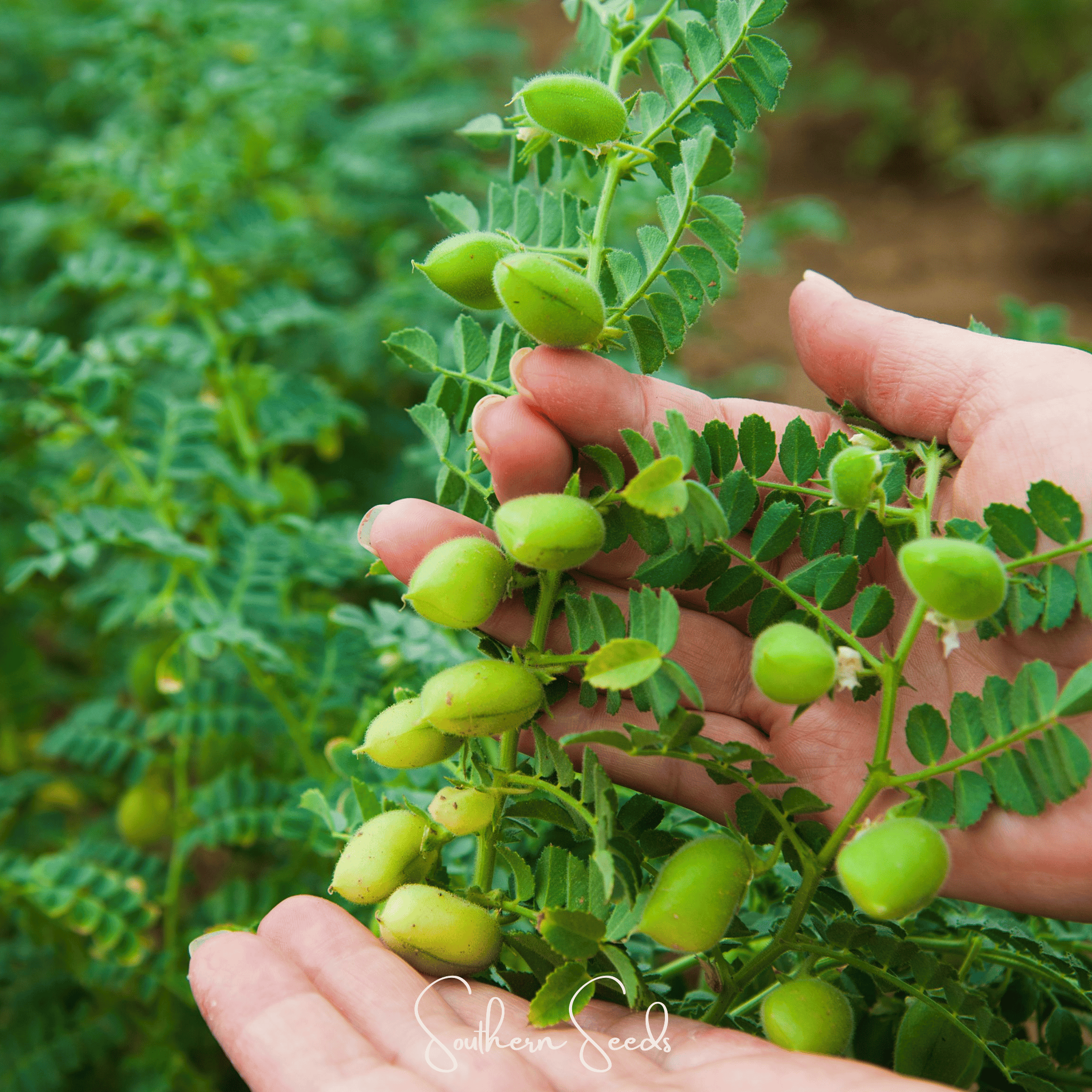 Garbanzo Bean – Chickpea – 20 Seeds