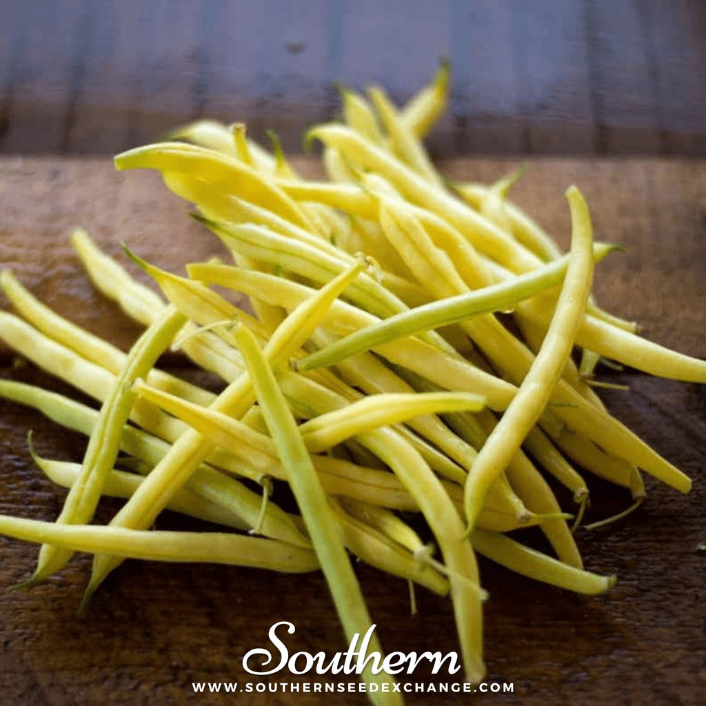 Gold Rush Bean (Bush) – 30 Seeds