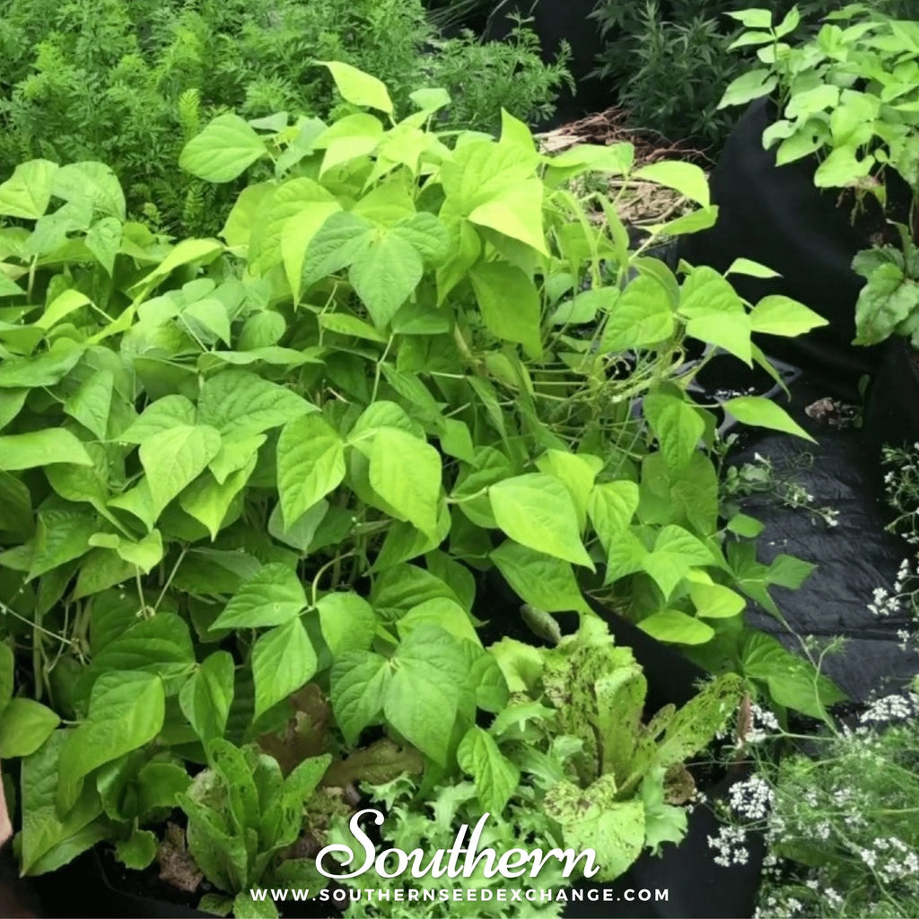 Gold Rush Bean (Bush) – 30 Seeds