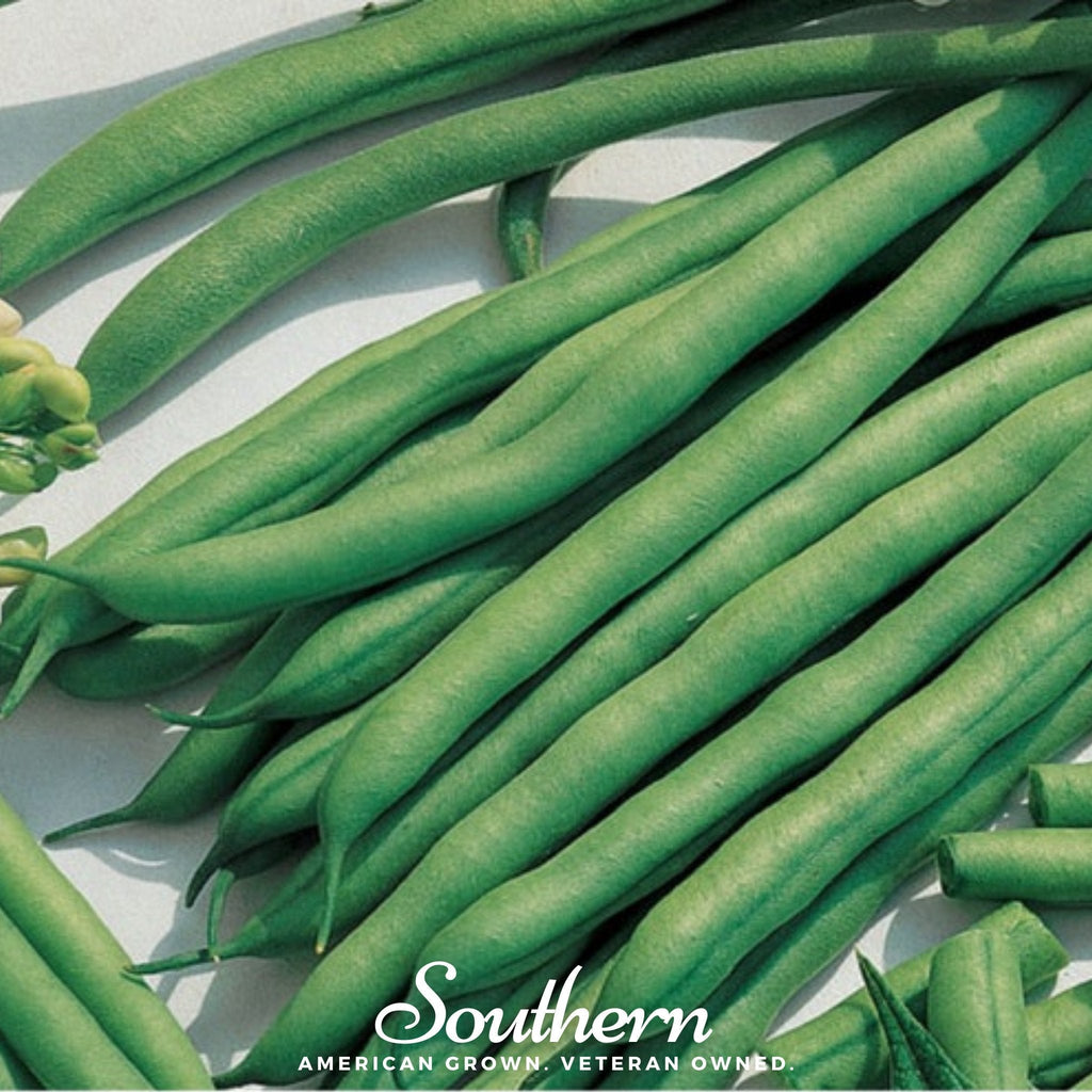 Kentucky Blue Bean (Pole) – 50 Seeds