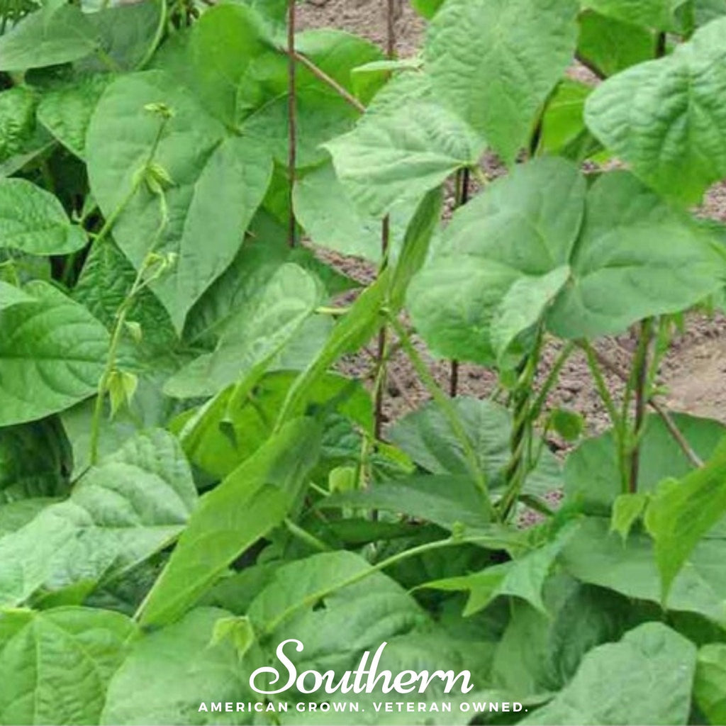 Kentucky Wonder Bean (Pole) – 50 Seeds