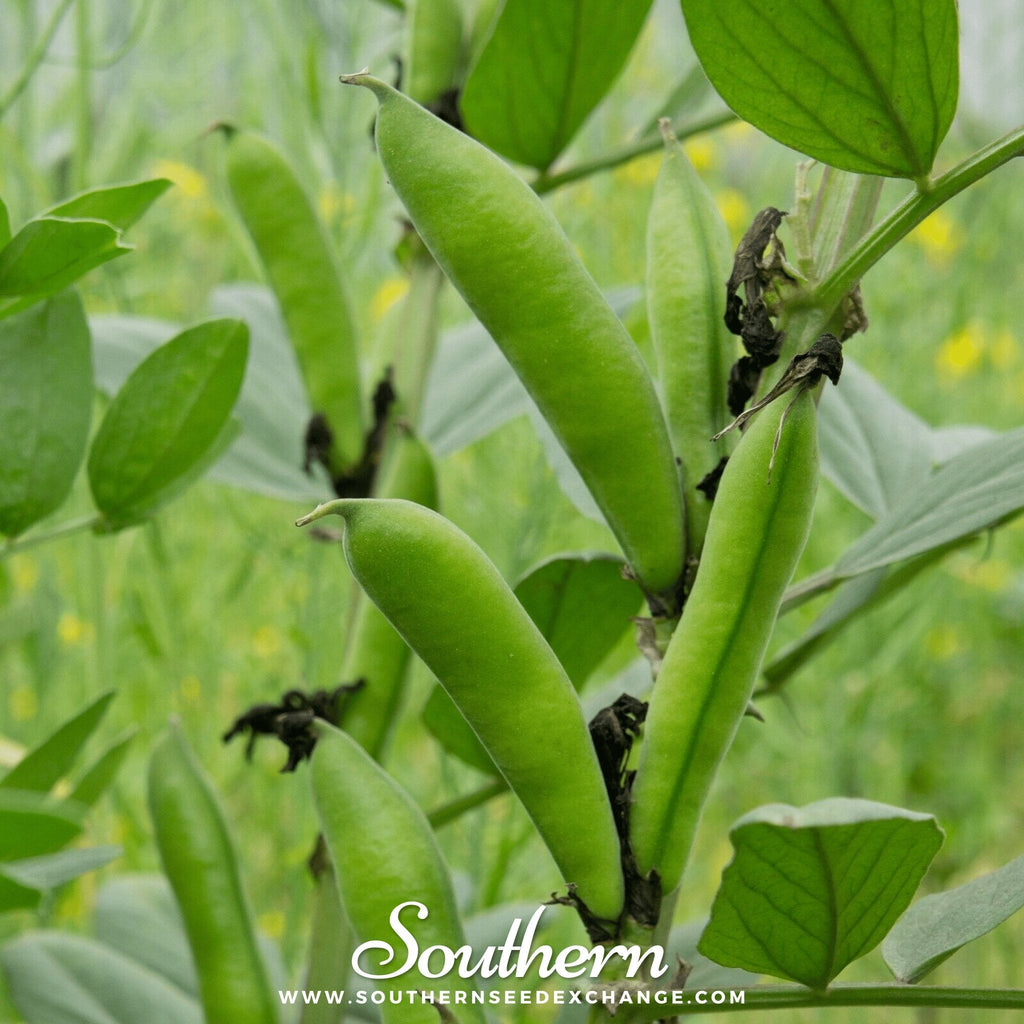 Henderson Lima Bean (Pole) – 15 Seeds