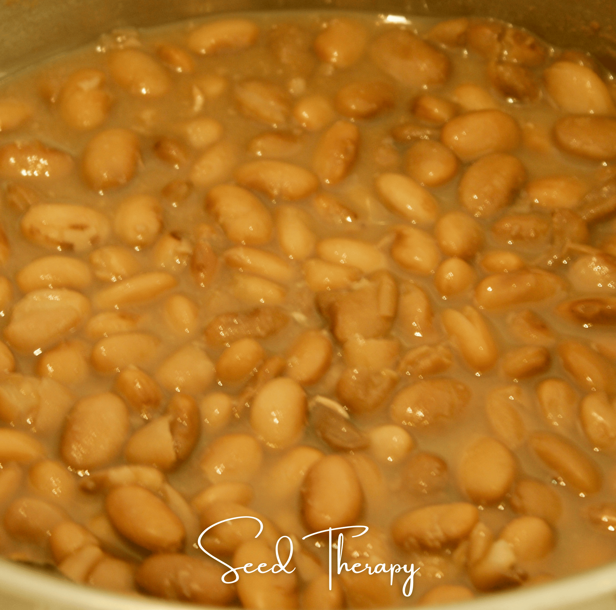 Pinto Bean – 20 Seeds