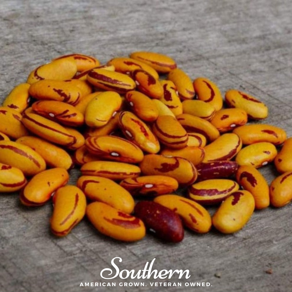 Tiger's Eye Bean (Bush) – 30 Seeds