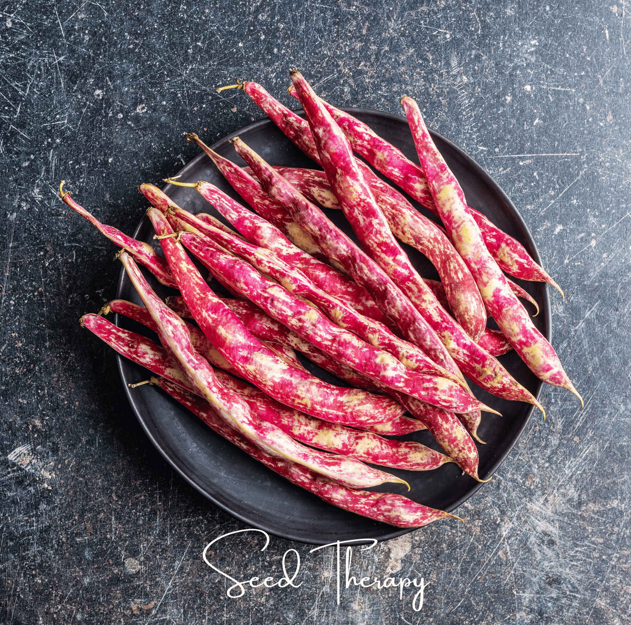 Vermont Cranberry Bean (Bush) – 20 Seeds