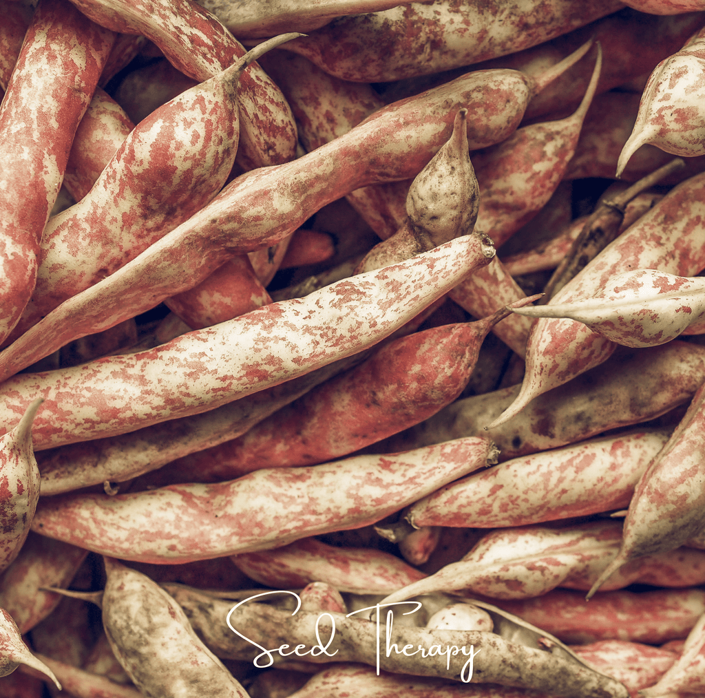 Vermont Cranberry Bean (Bush) – 20 Seeds