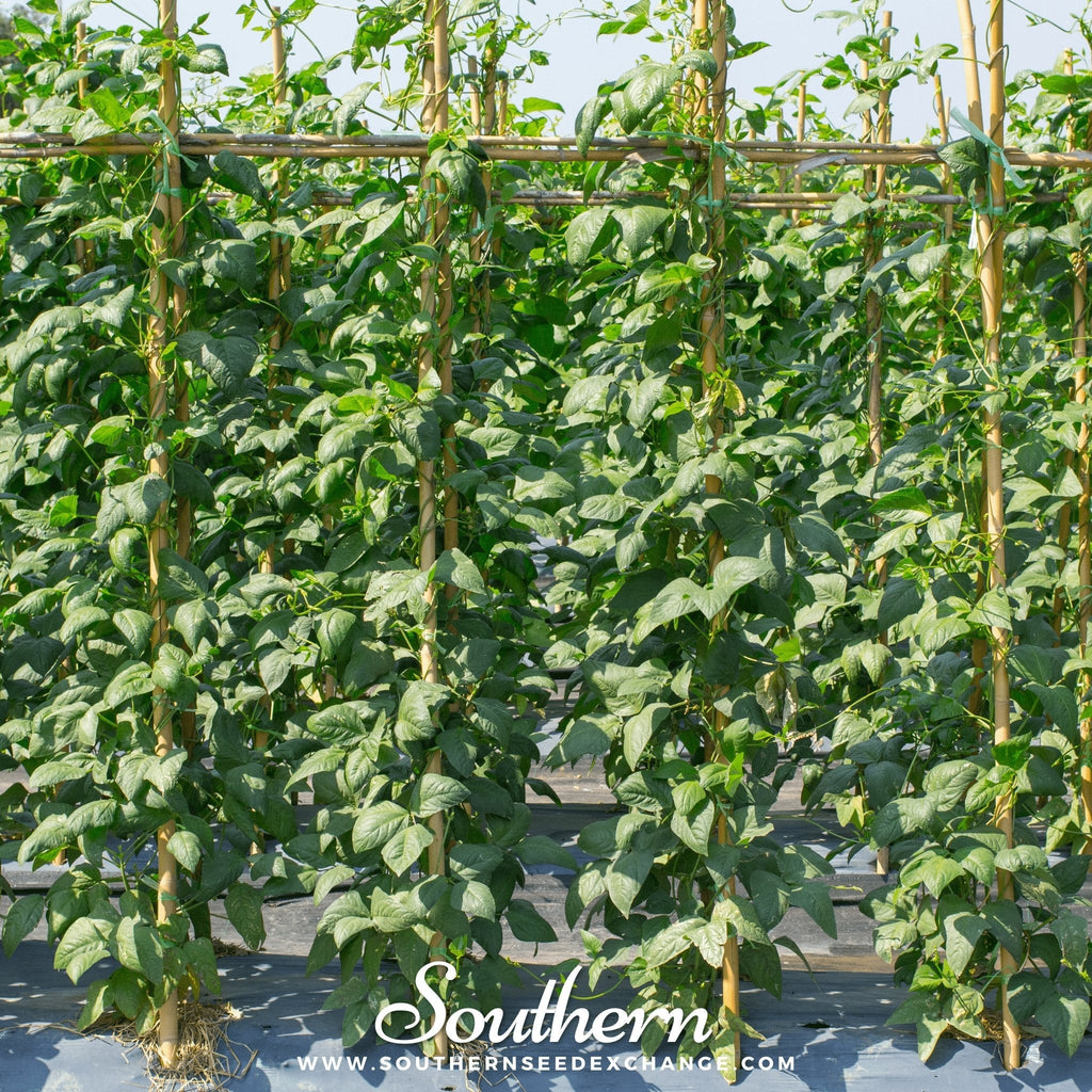 Yard Long Green Bean (Pole) – 15 Seeds