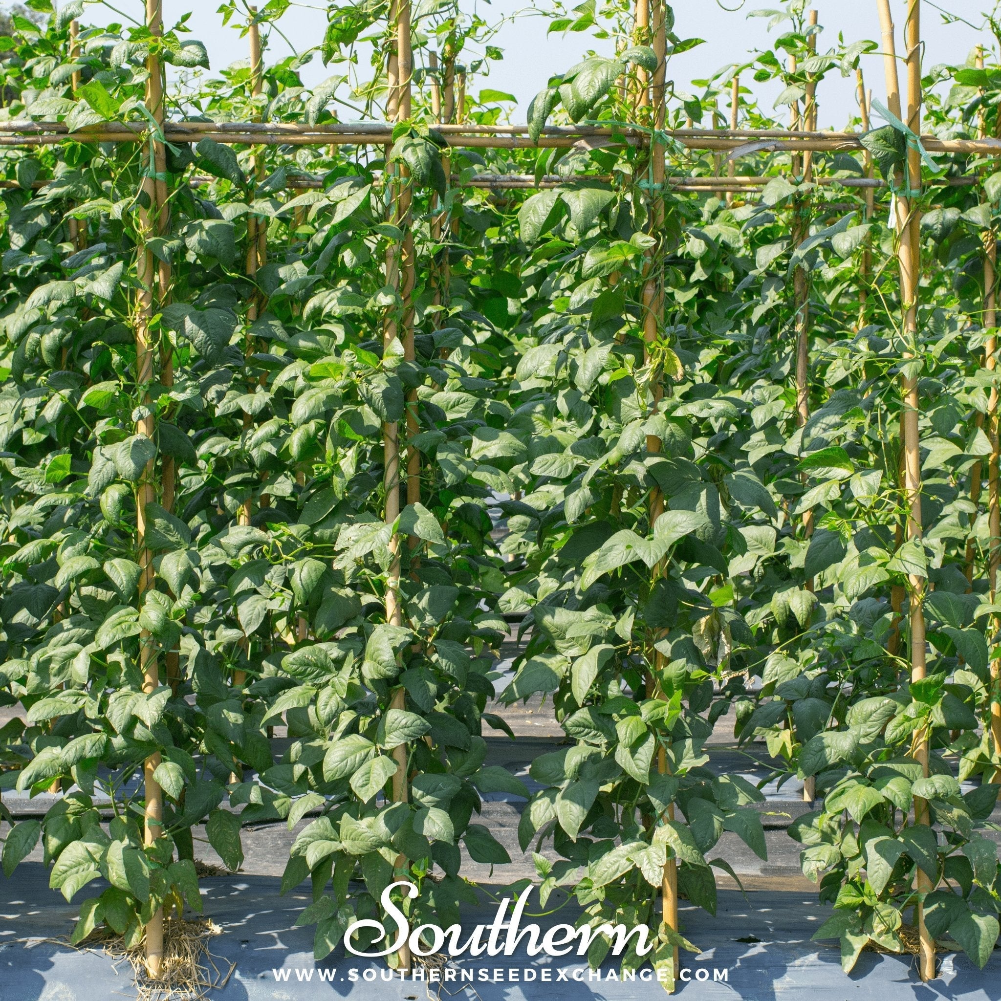 Yard Long Green Bean (Pole) – 15 Seeds