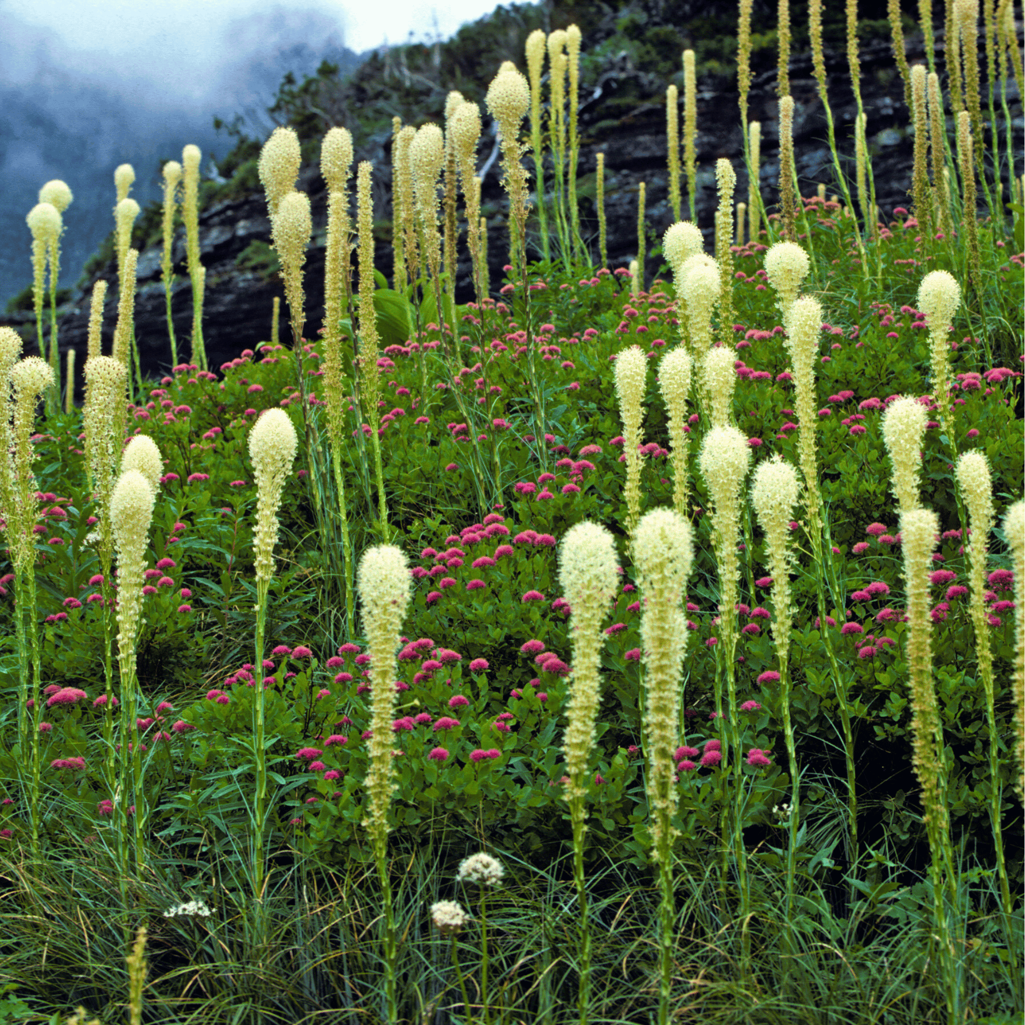 Bear Grass – 50 Seeds