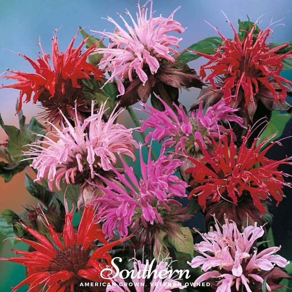 Monarda Bee Balm Mix – 20 Seeds