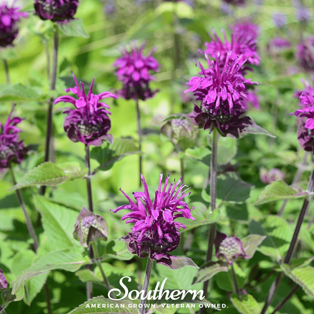 Purple Bee Balm – 50 Seeds