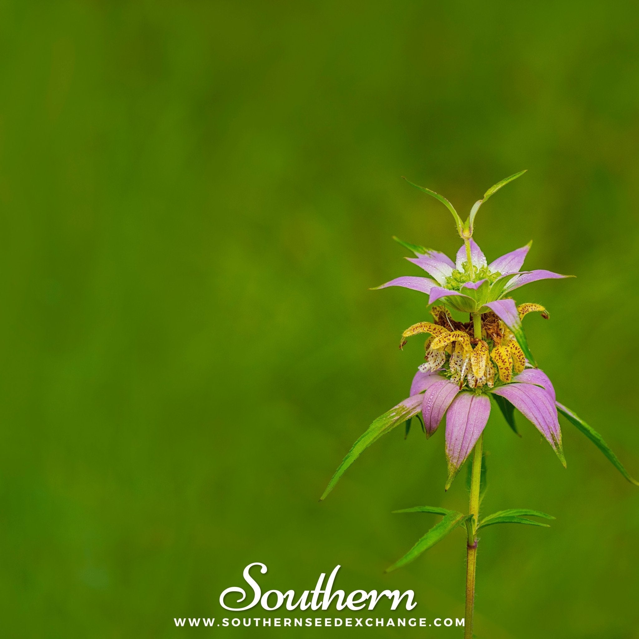 Spotted Bee Balm (Horsemint) – 50 Seeds