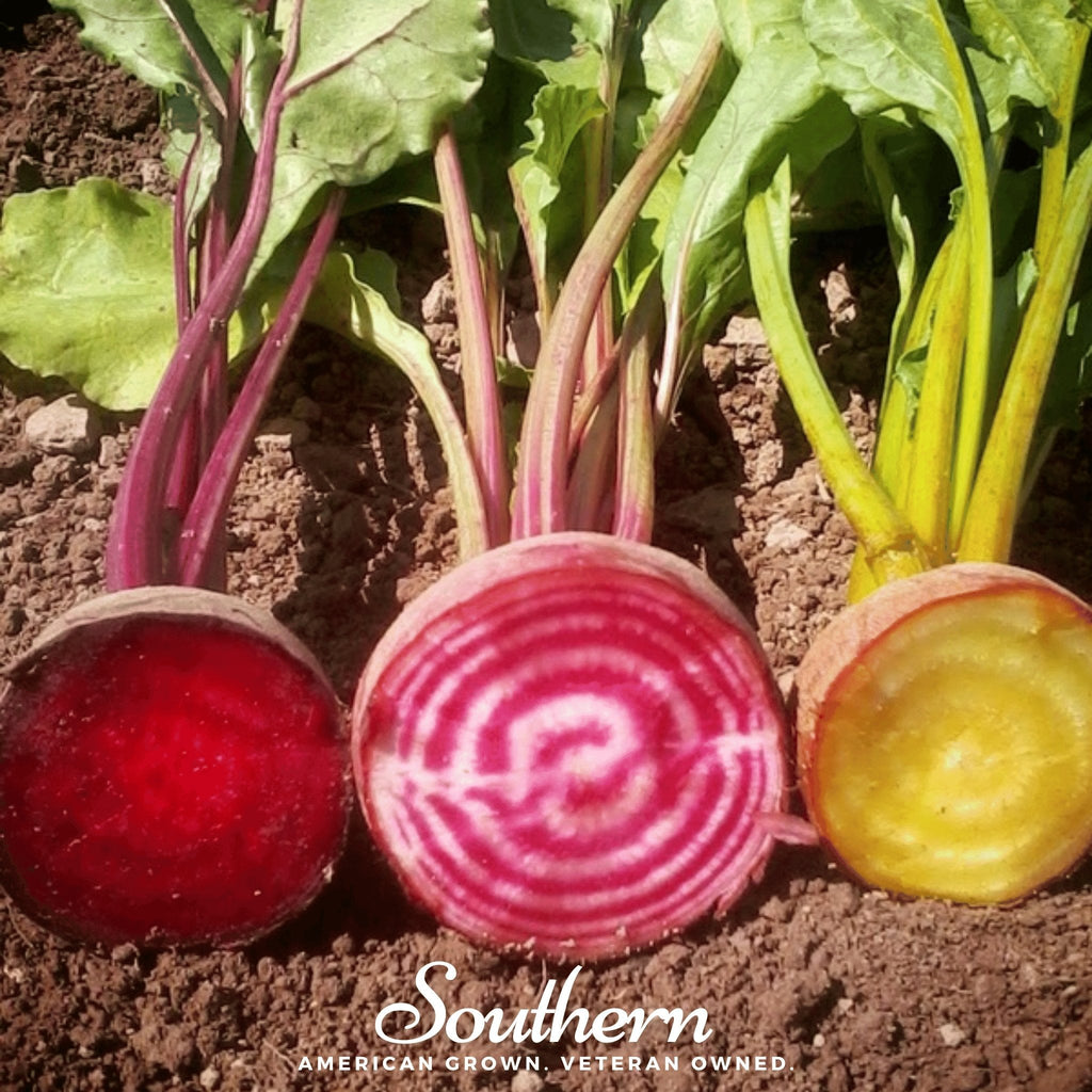 Gourmet Blend Beet – 50 Seeds