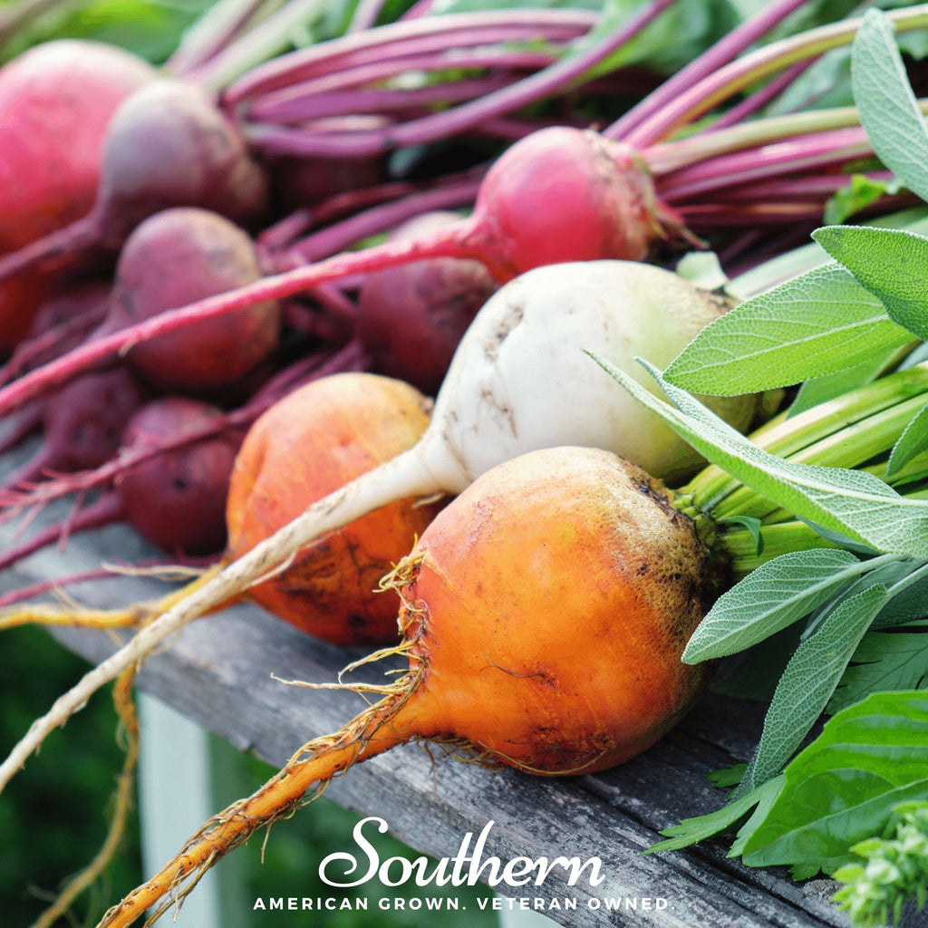 Gourmet Blend Beet – 50 Seeds
