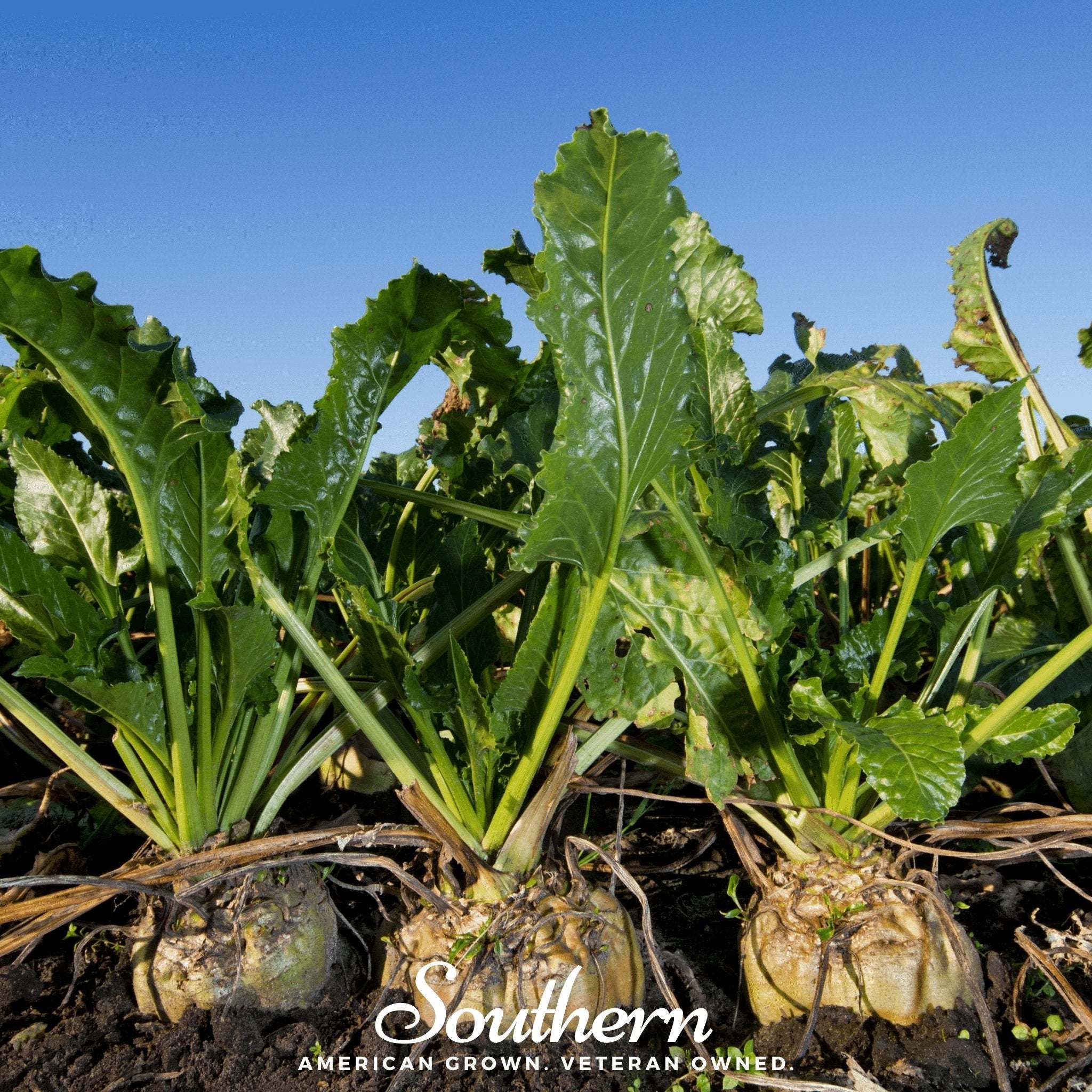 Sugar Beet – 50 Seeds