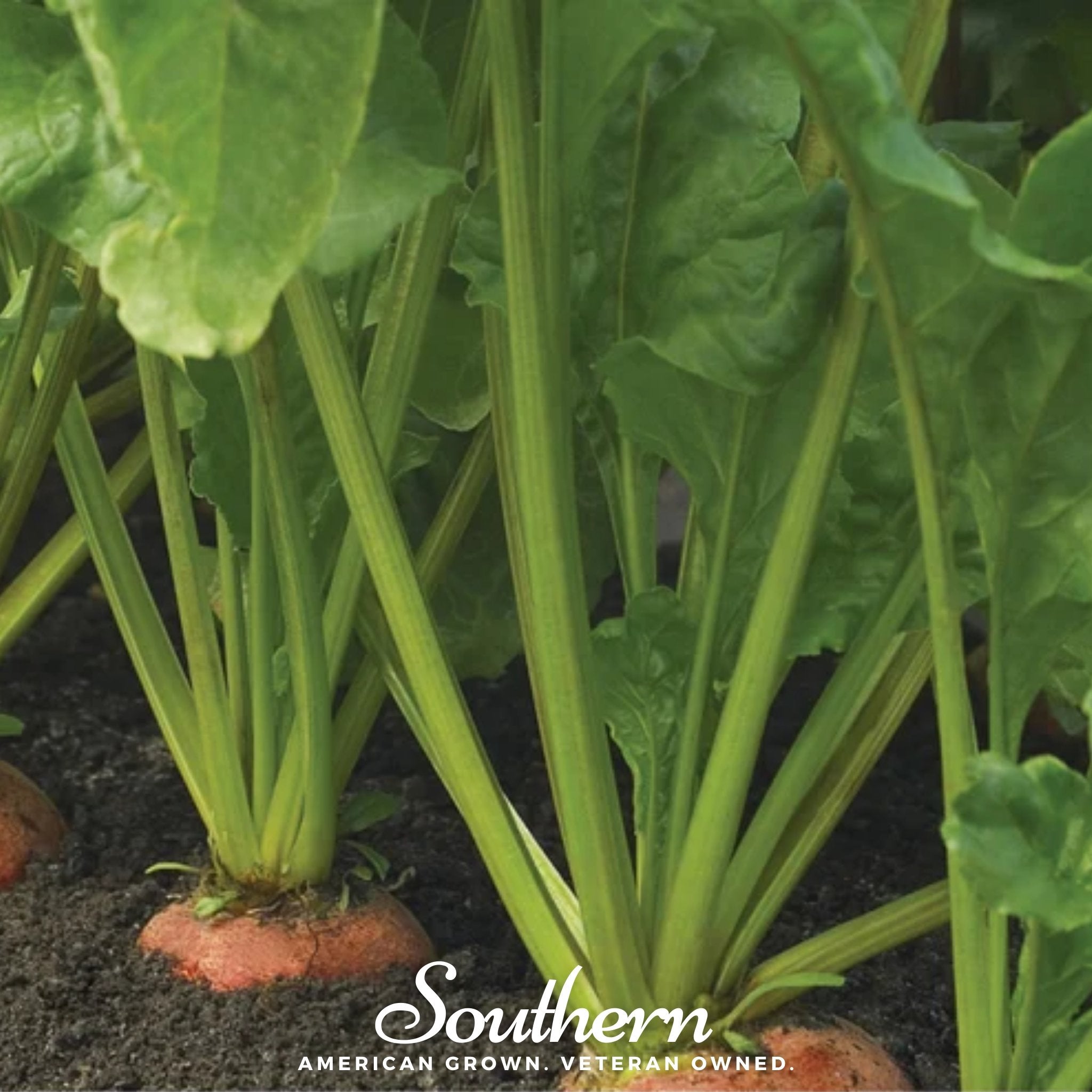 Touchstone Beet – 50 Seeds