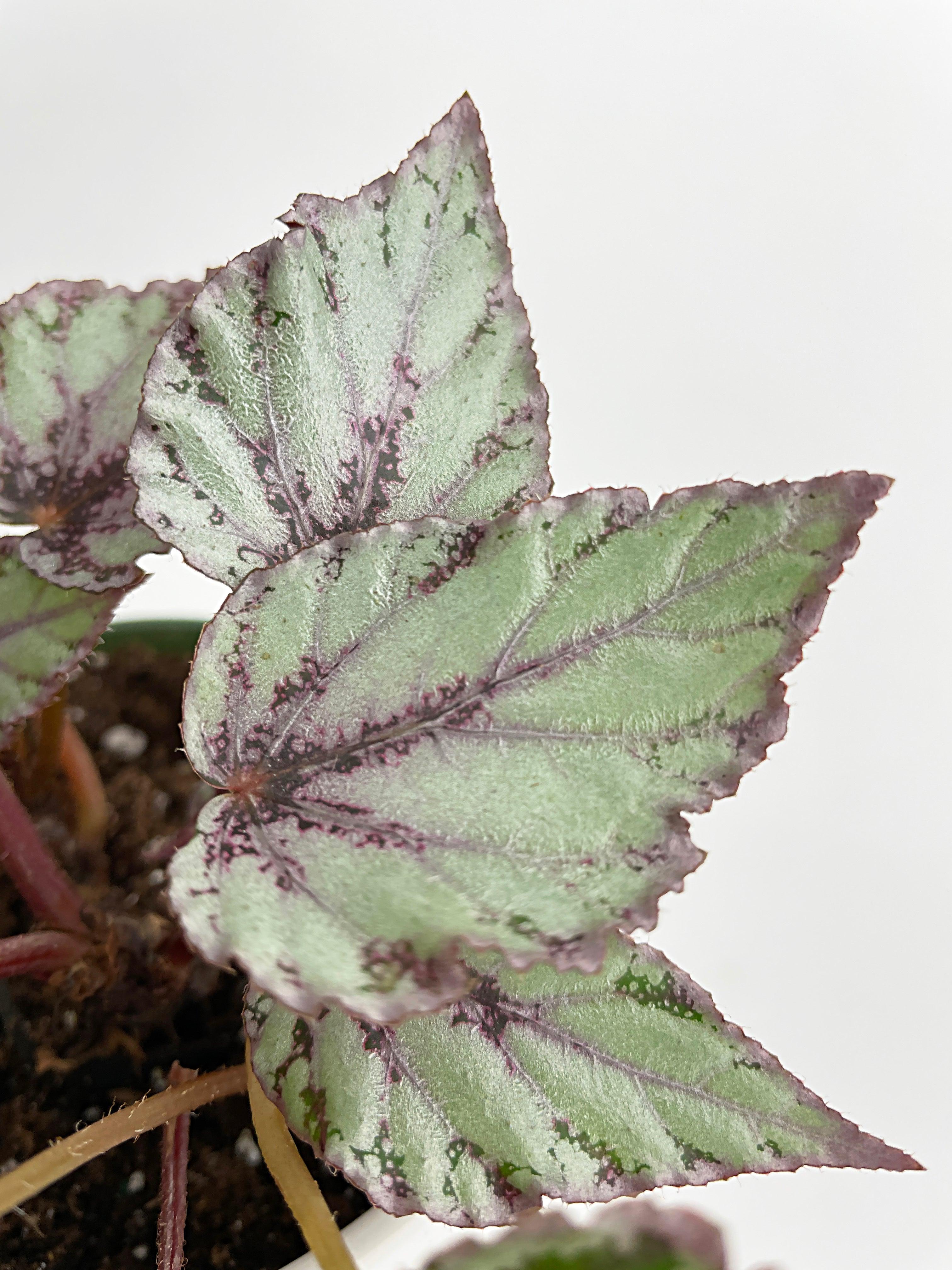 Begonia 'Ice Pop' Ideal Blue Silver