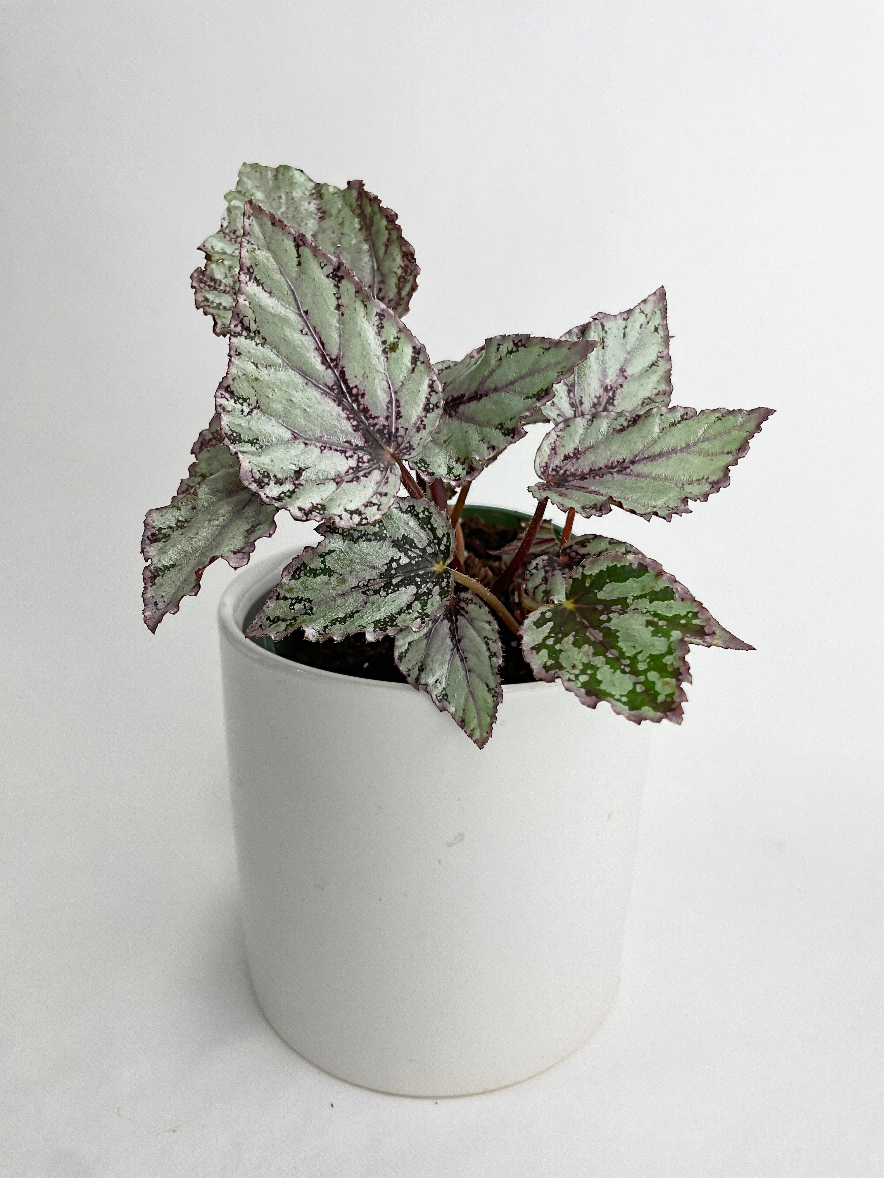 Begonia 'Ice Pop' Ideal Blue Silver