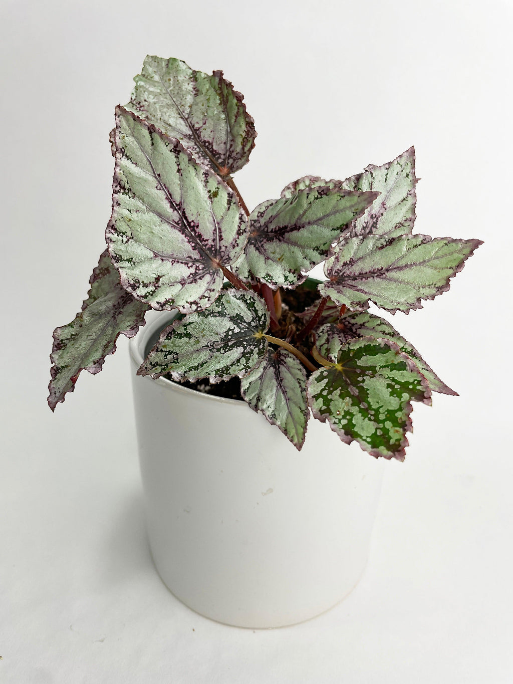 Begonia 'Ice Pop' Ideal Blue Silver