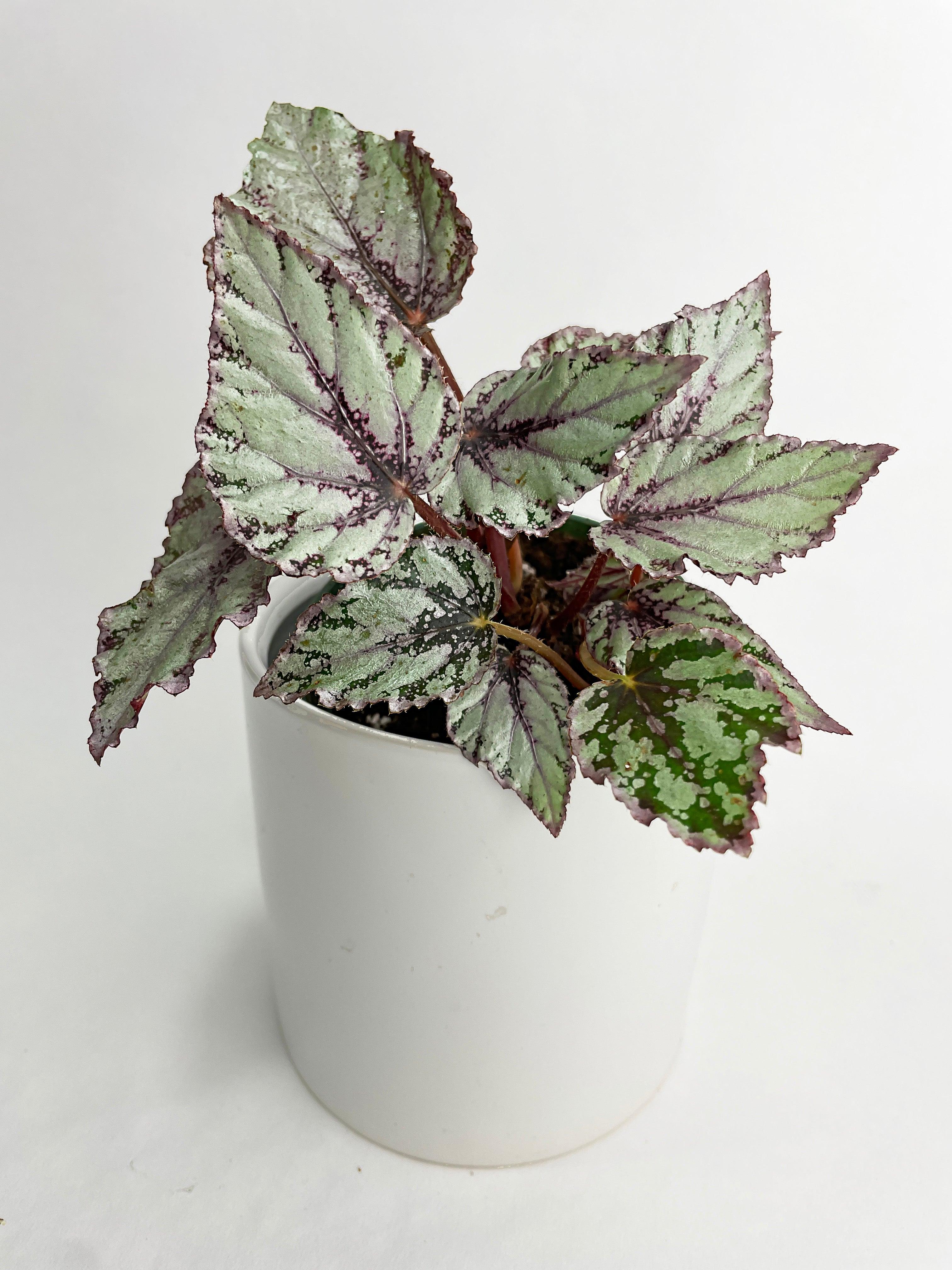 Begonia 'Ice Pop' Ideal Blue Silver