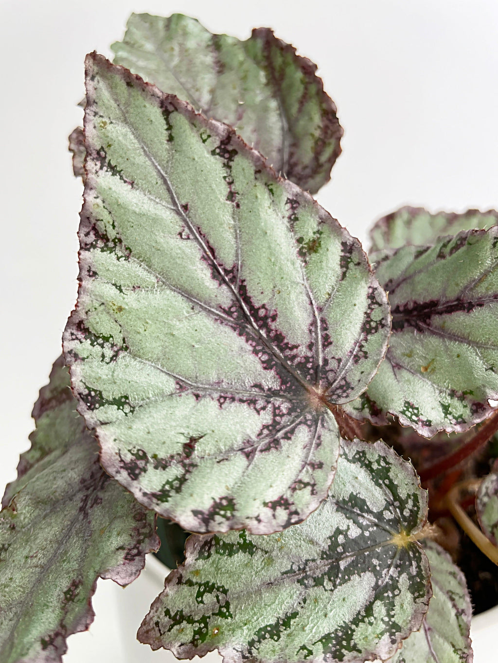 Begonia 'Ice Pop' Ideal Blue Silver