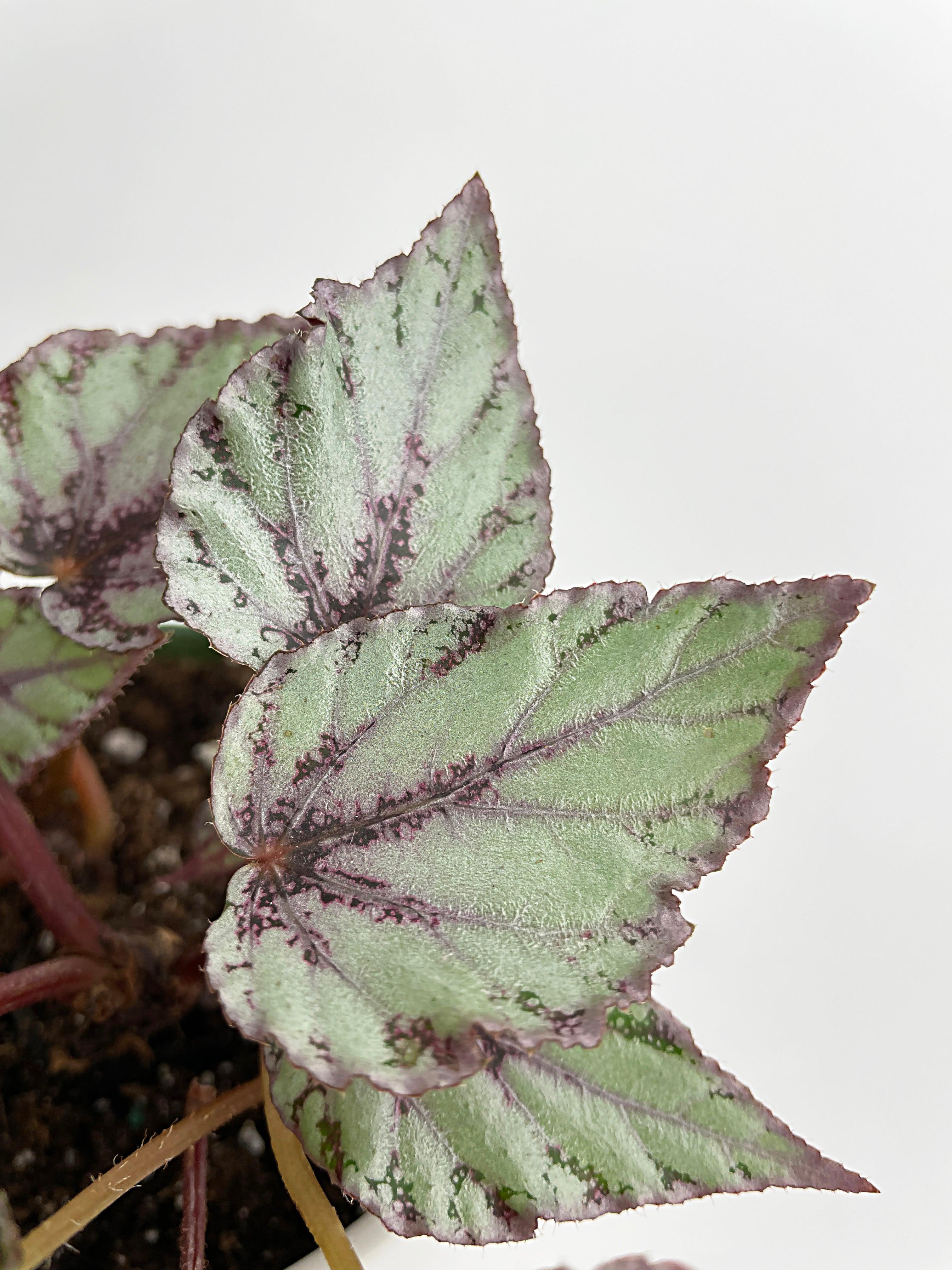 Begonia 'Ice Pop' Ideal Blue Silver