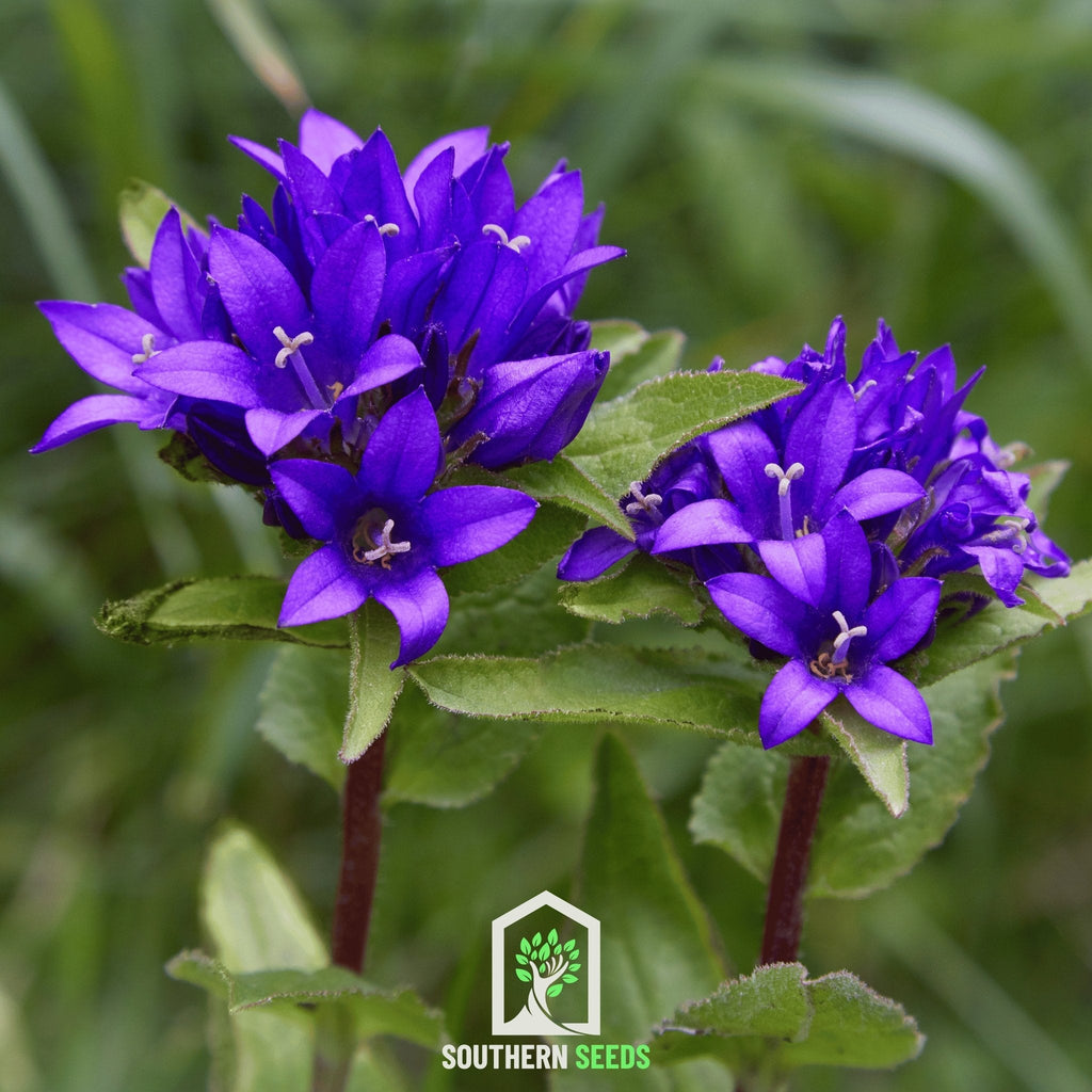 Superba Bellflower – 50 Seeds