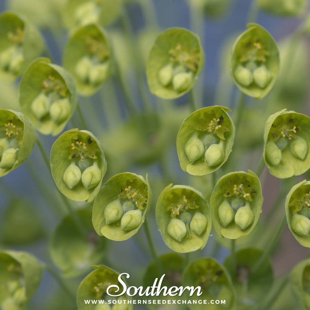 Bells of Ireland – 100 Seeds