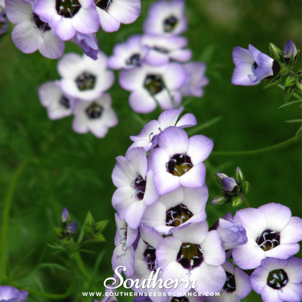 Bird's Eye – 100 Seeds