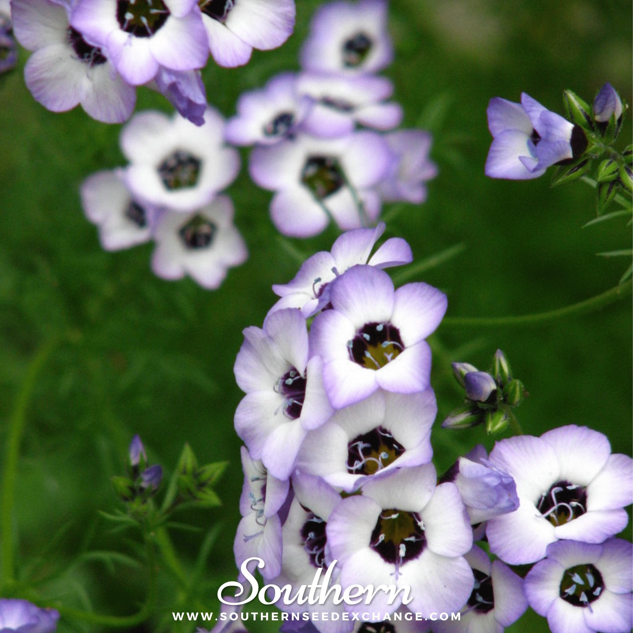 Bird's Eye – 100 Seeds