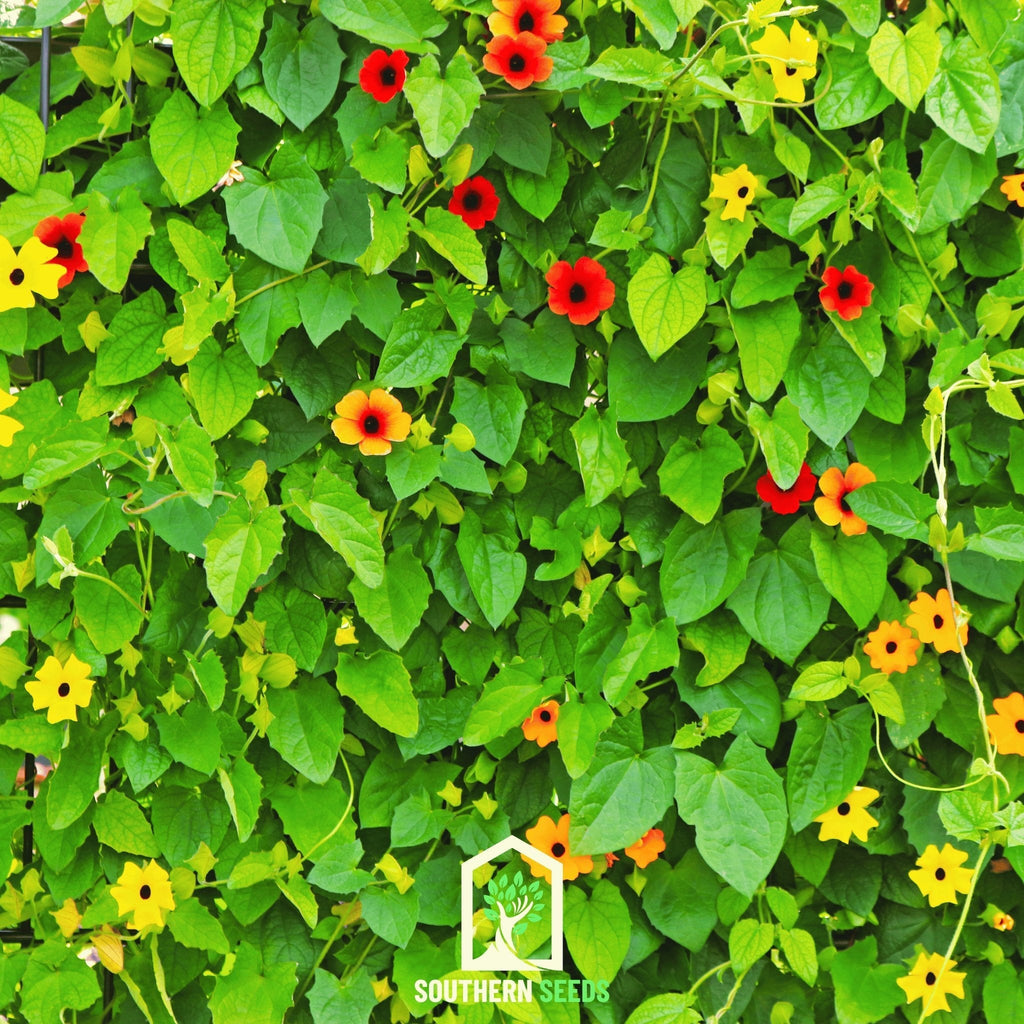 Black Eyed Susan Vine Mix – 50 Seeds