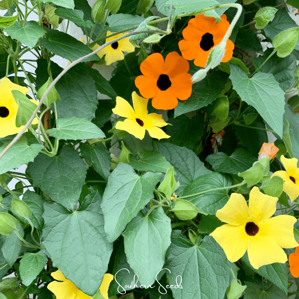 Black Eyed Susan Vine Mix – 50 Seeds