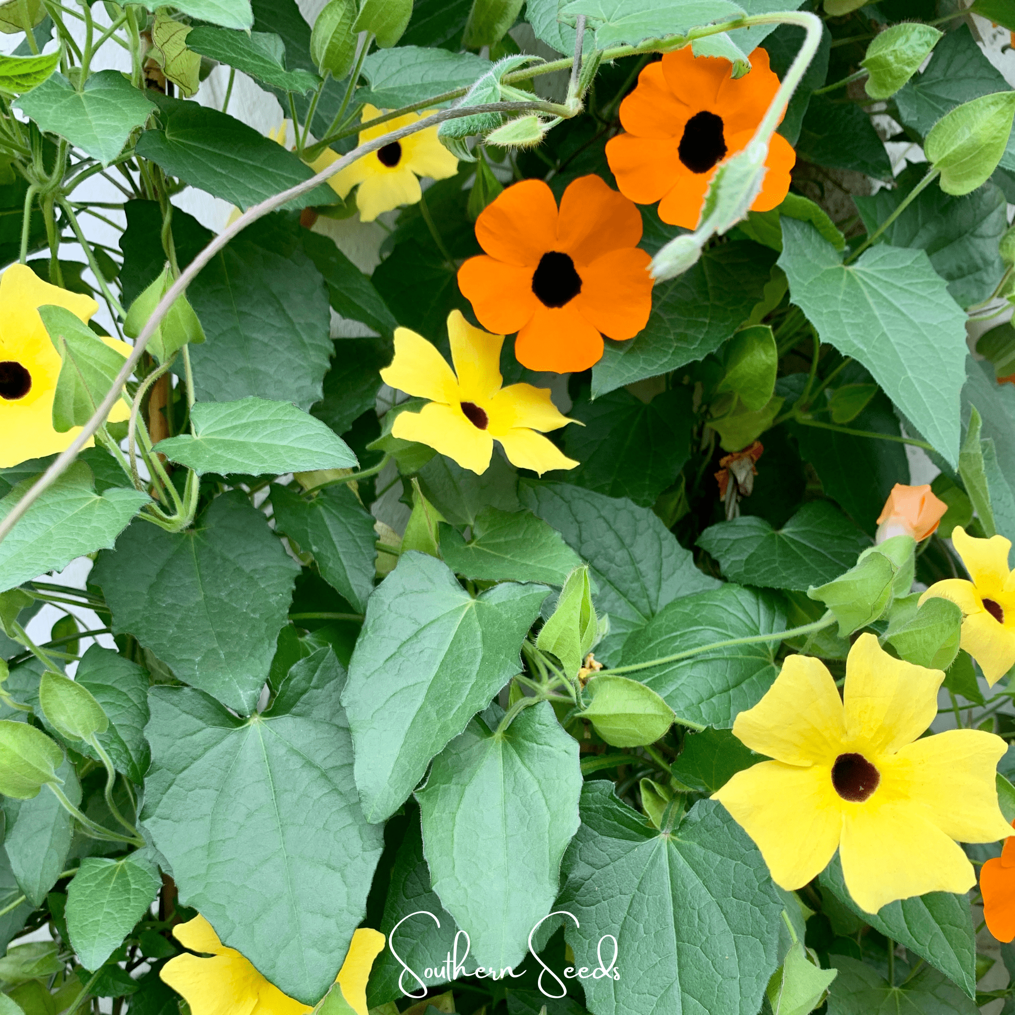 Black Eyed Susan Vine Mix – 50 Seeds