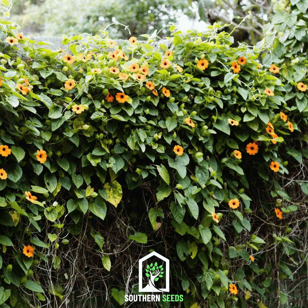 Black Eyed Susan Vine Mix – 50 Seeds