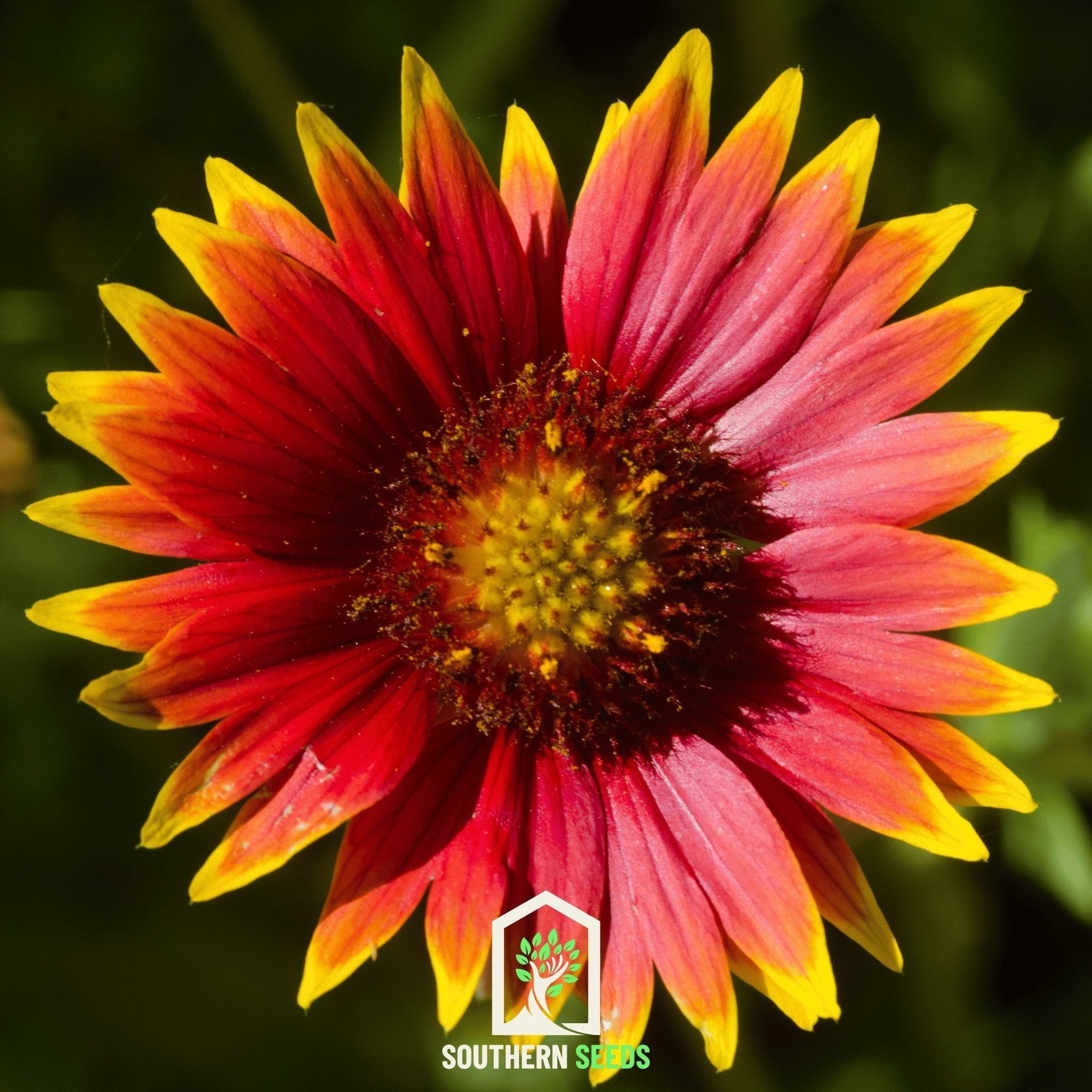 Blanket Flower – 200 Seeds