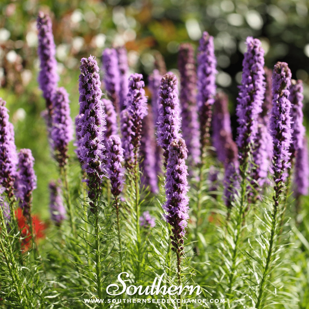 Marsh Blazing Star – 50 Seeds