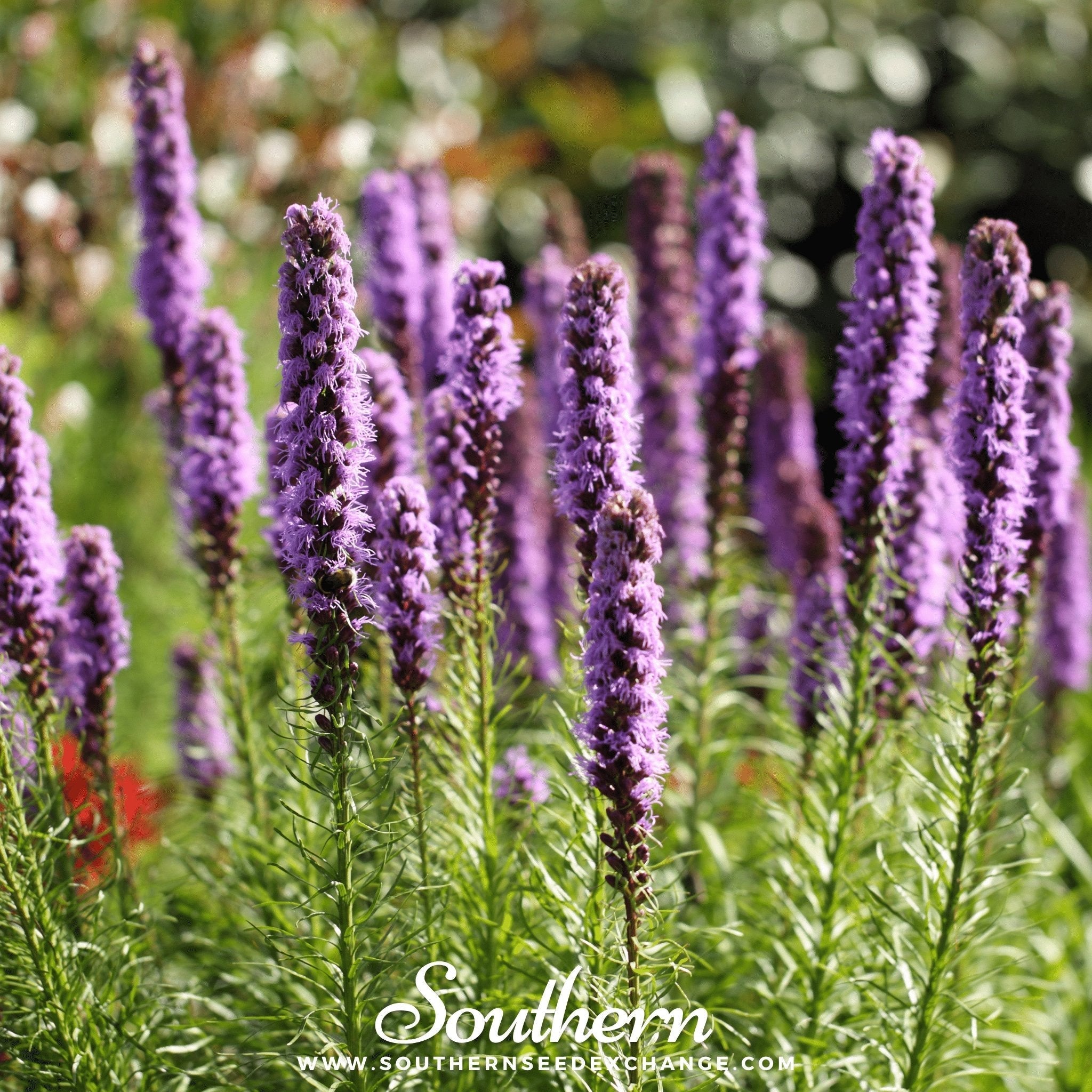 Marsh Blazing Star – 50 Seeds
