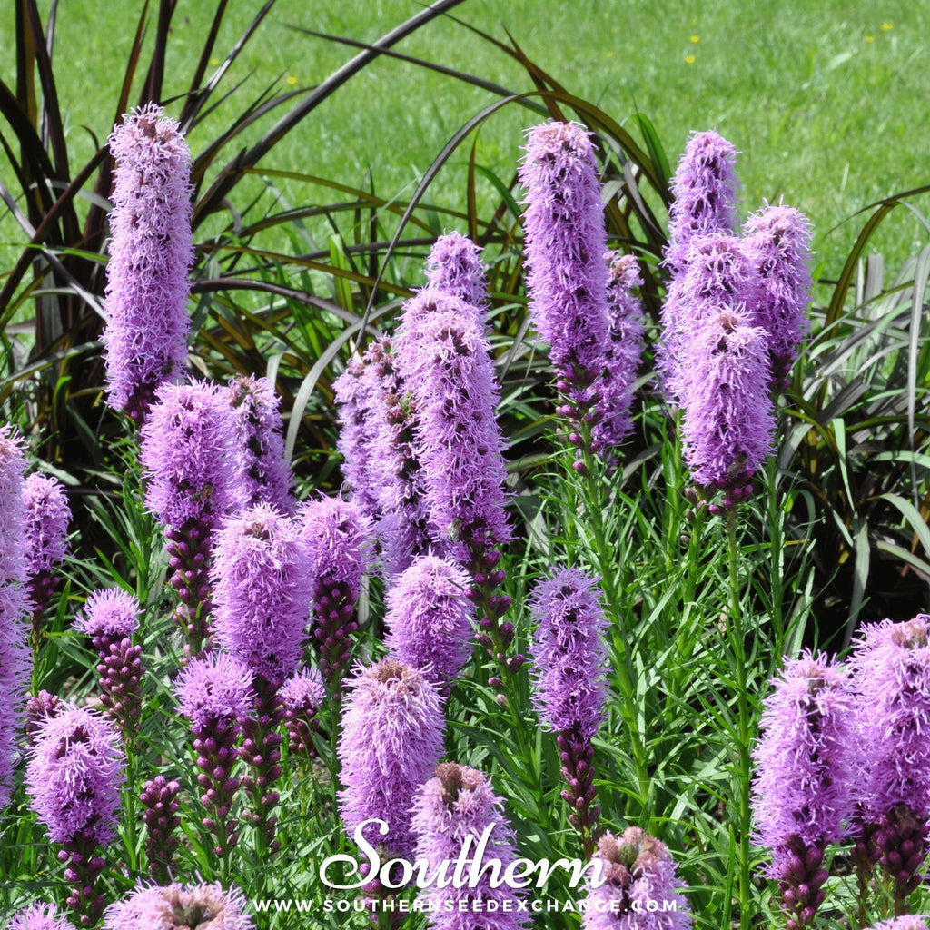 Marsh Blazing Star – 50 Seeds