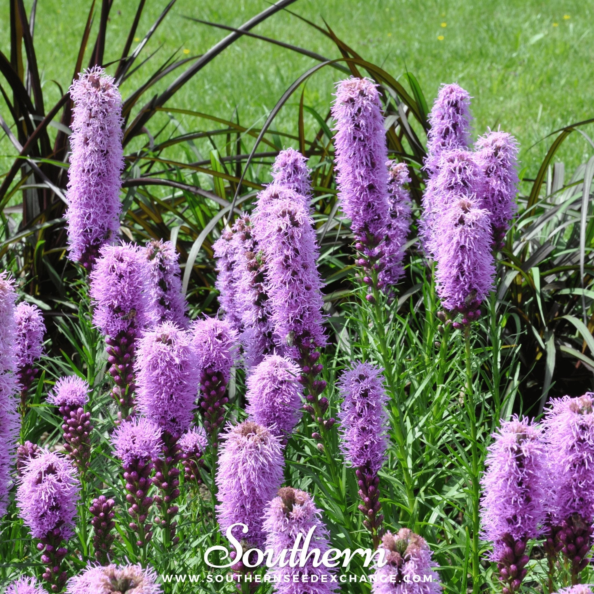 Marsh Blazing Star – 50 Seeds