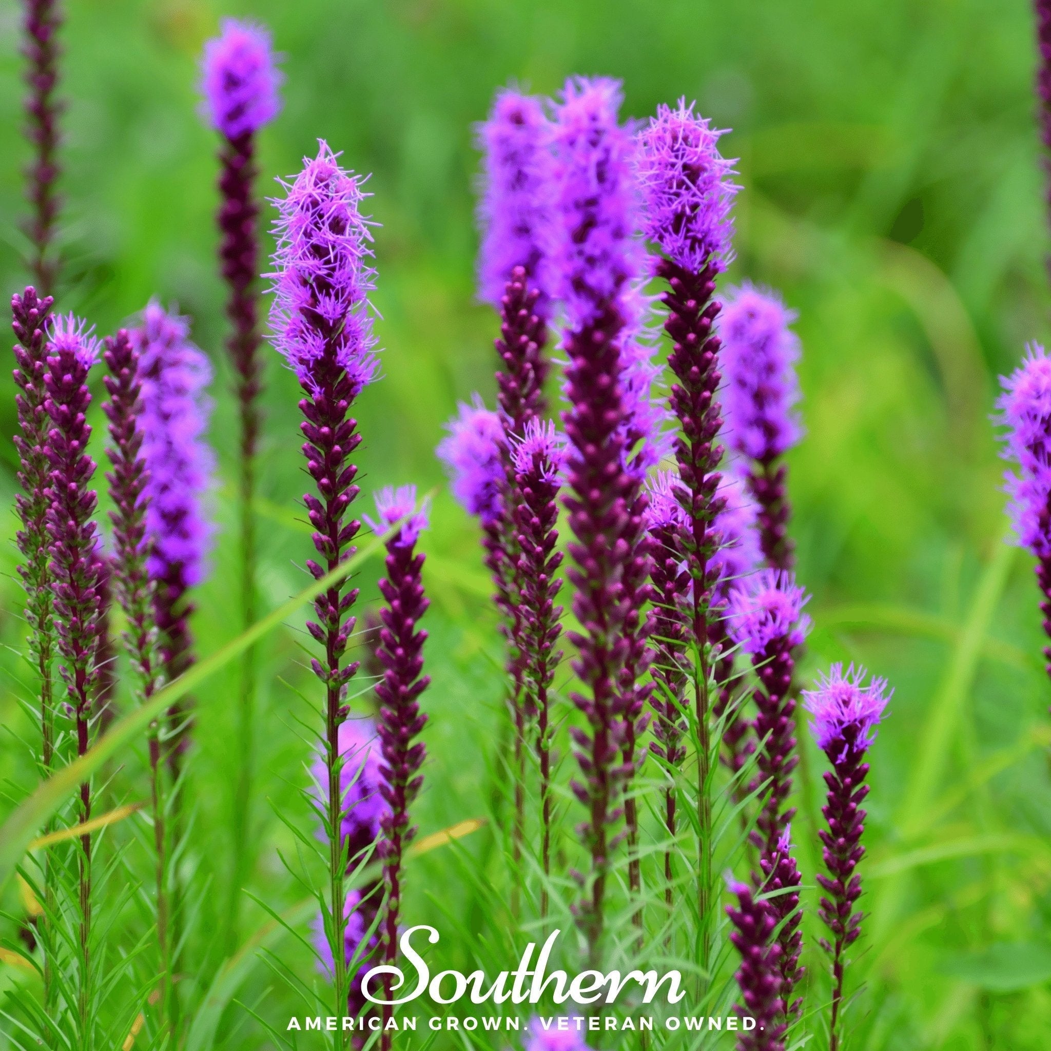 Prairie Blazing Star – 50 Seeds