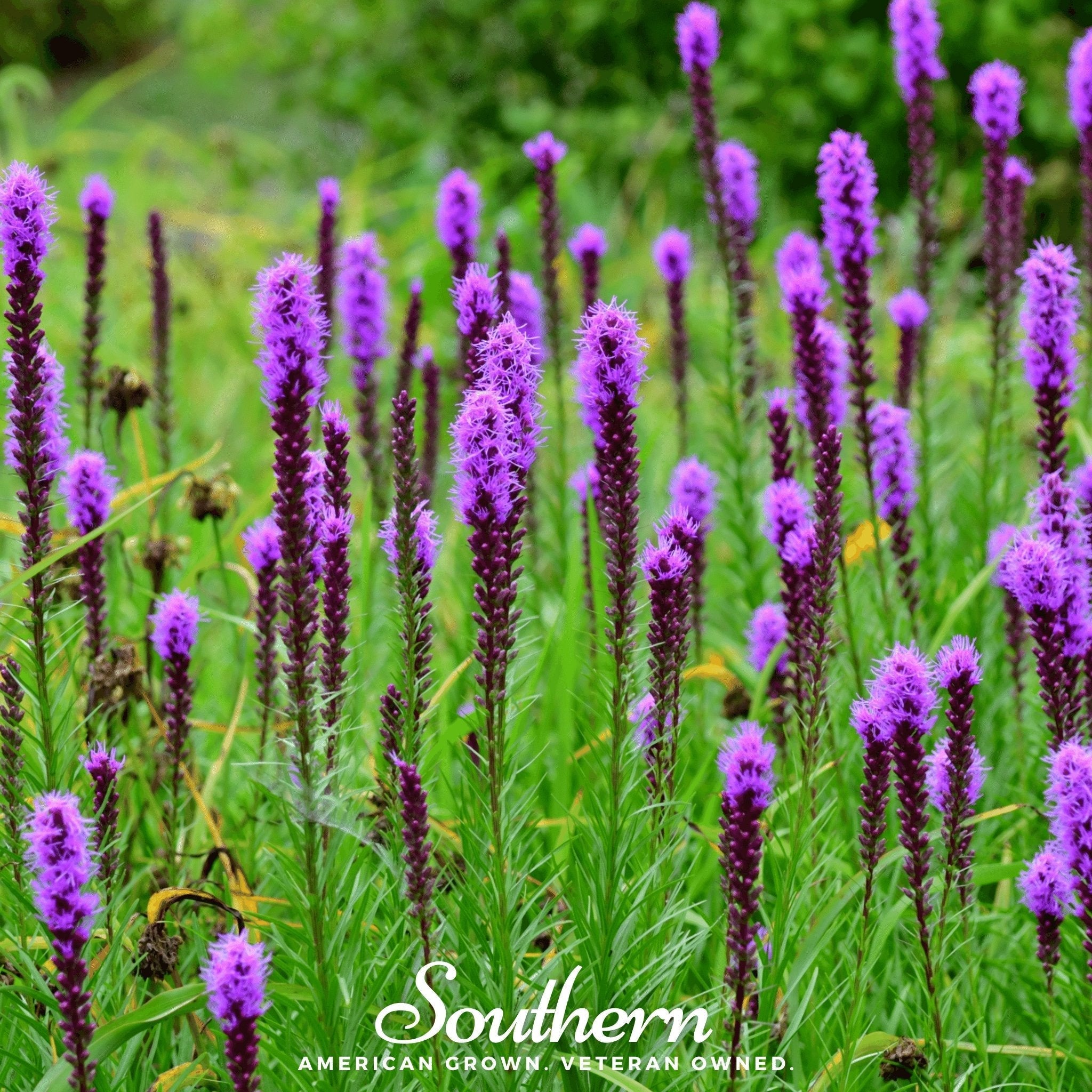 Prairie Blazing Star – 50 Seeds
