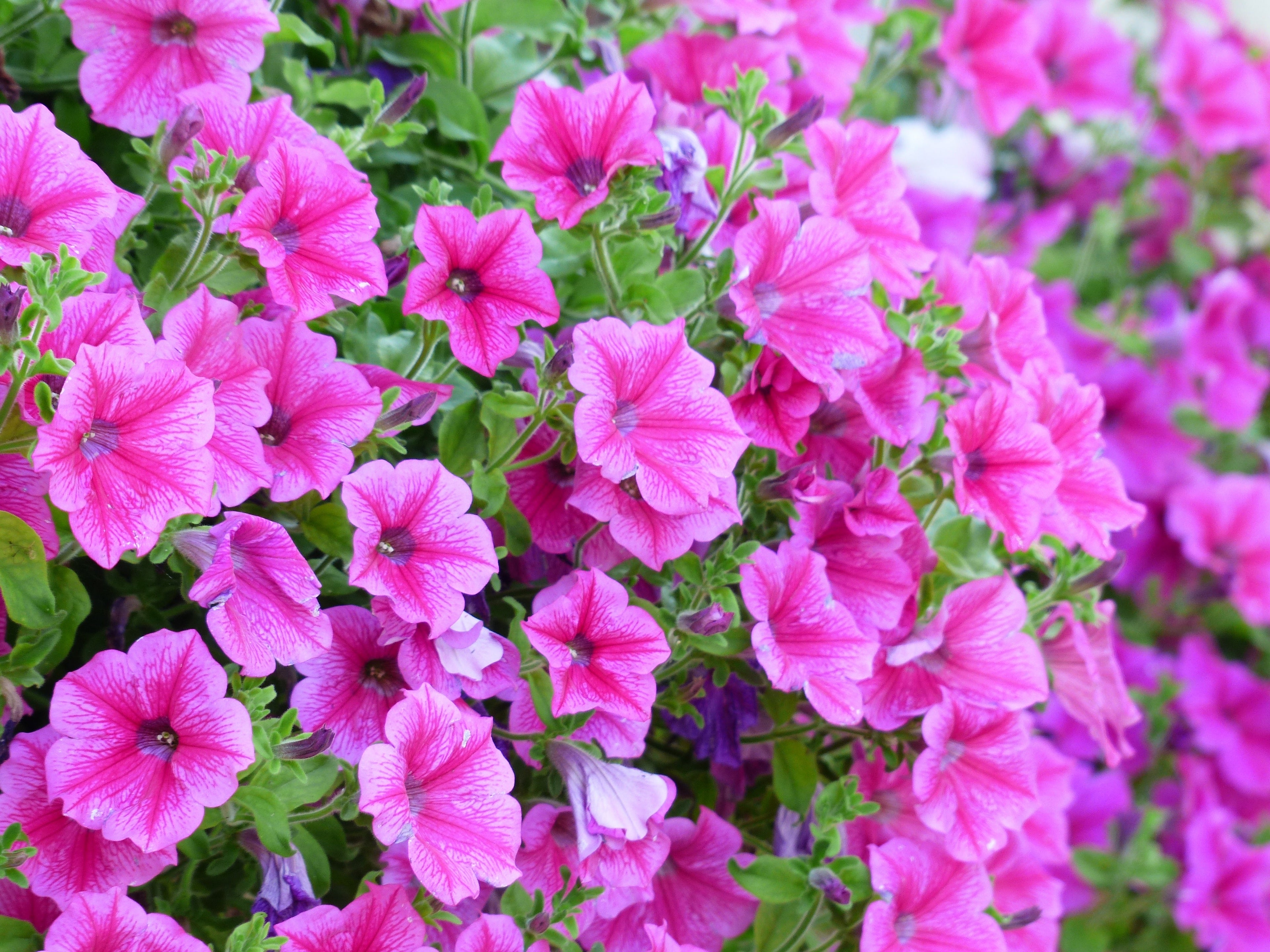 250 MIXED COLORS PETUNIA Flower Seeds