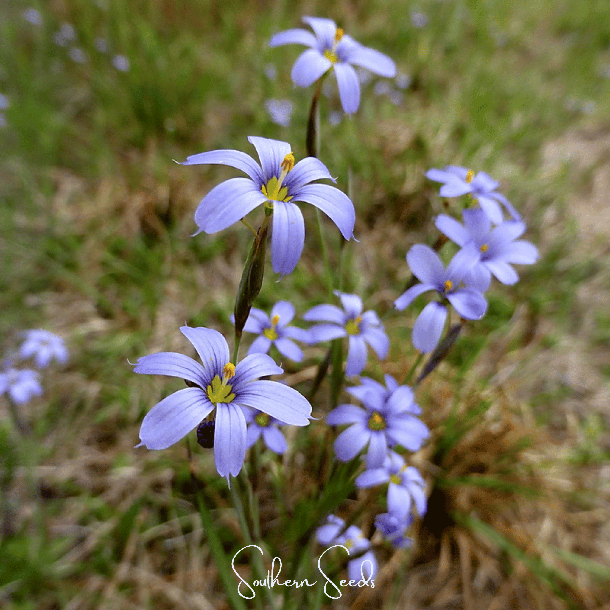 Blue Eyed Stout Grass – 50 Seeds