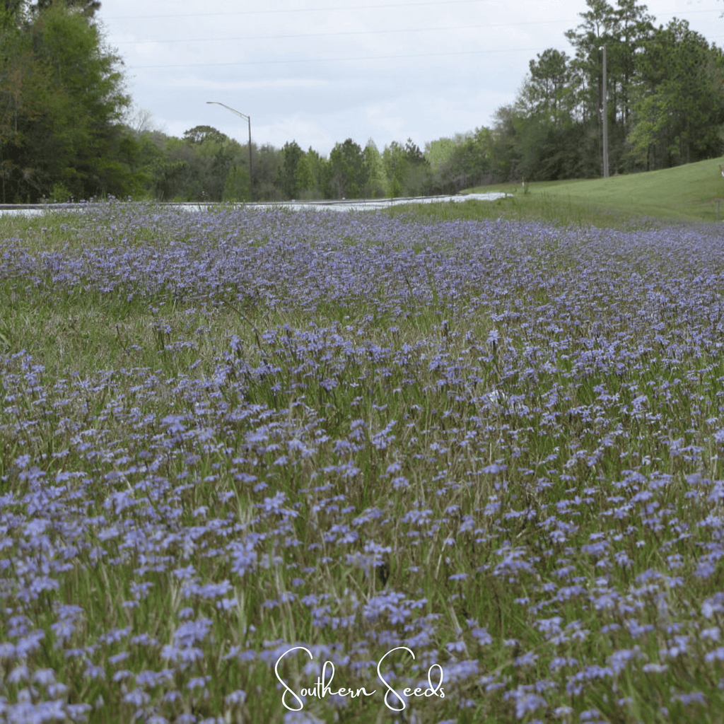 Blue Eyed Stout Grass – 50 Seeds
