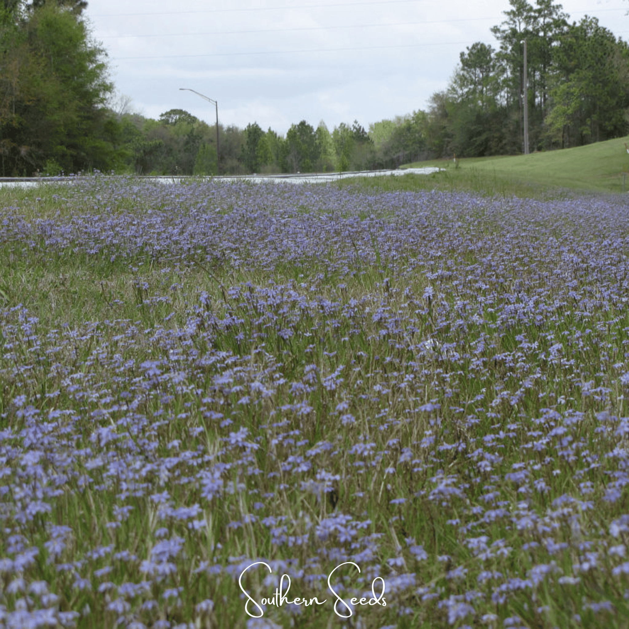 Blue Eyed Stout Grass – 50 Seeds