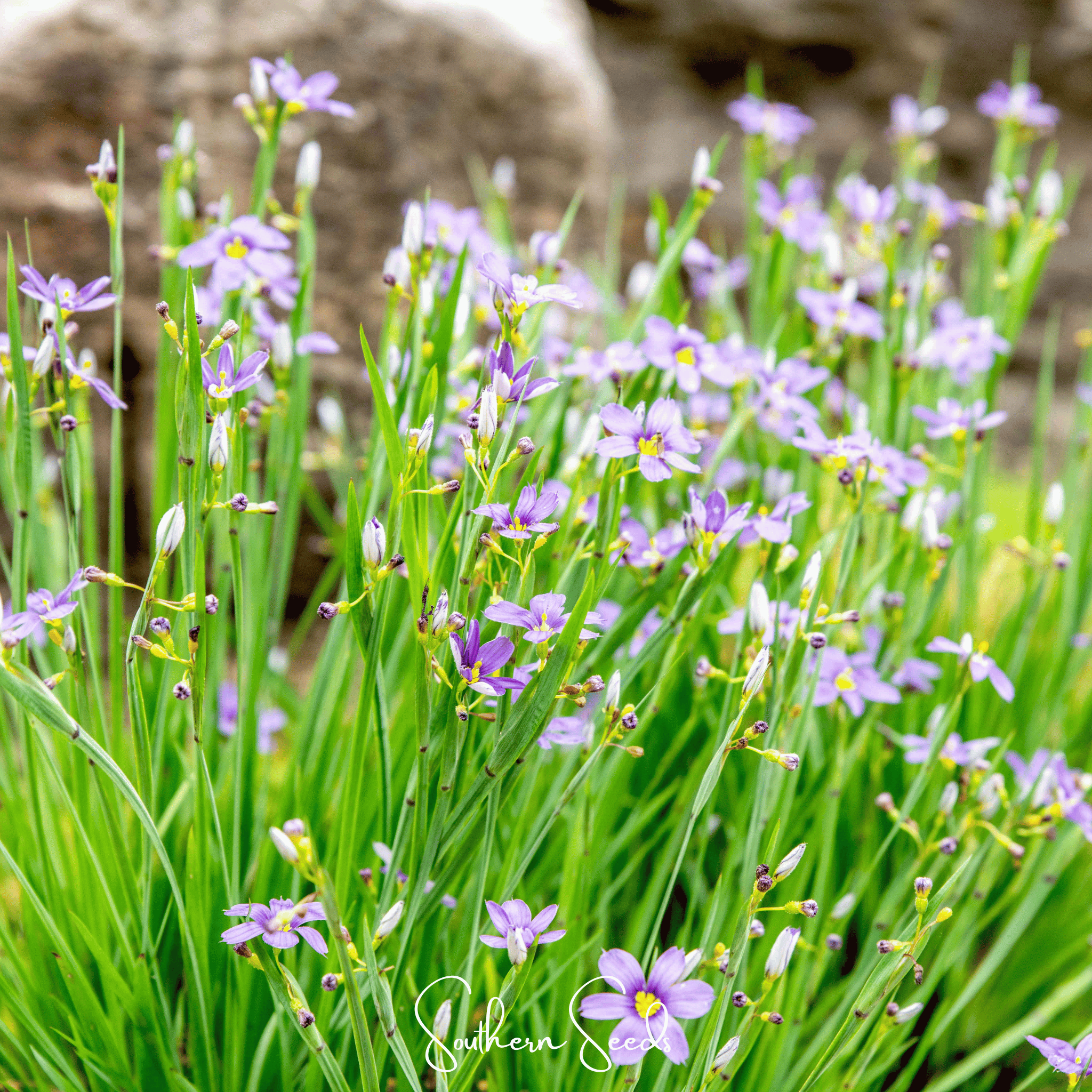 Blue Eyed Stout Grass – 50 Seeds