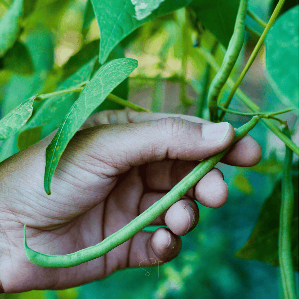 Blue Lake Bean (Pole) – 50 Seeds