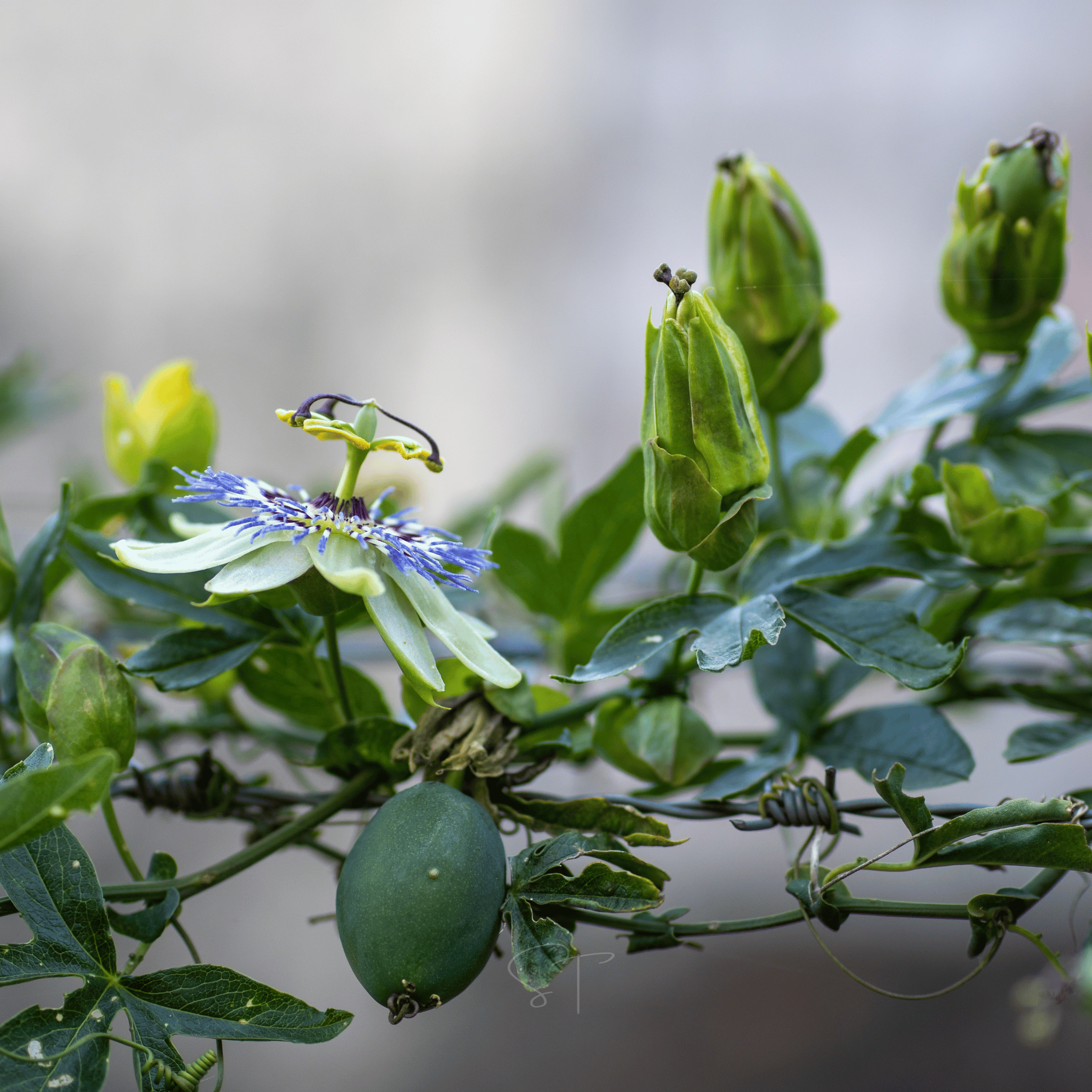 Blue Passionflower – 20 Seeds