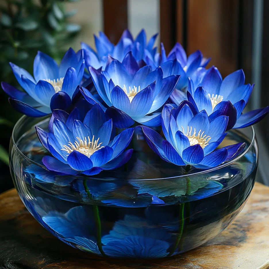 Premium Blue Lotus Seeds, Exotic Aquatic Flowers